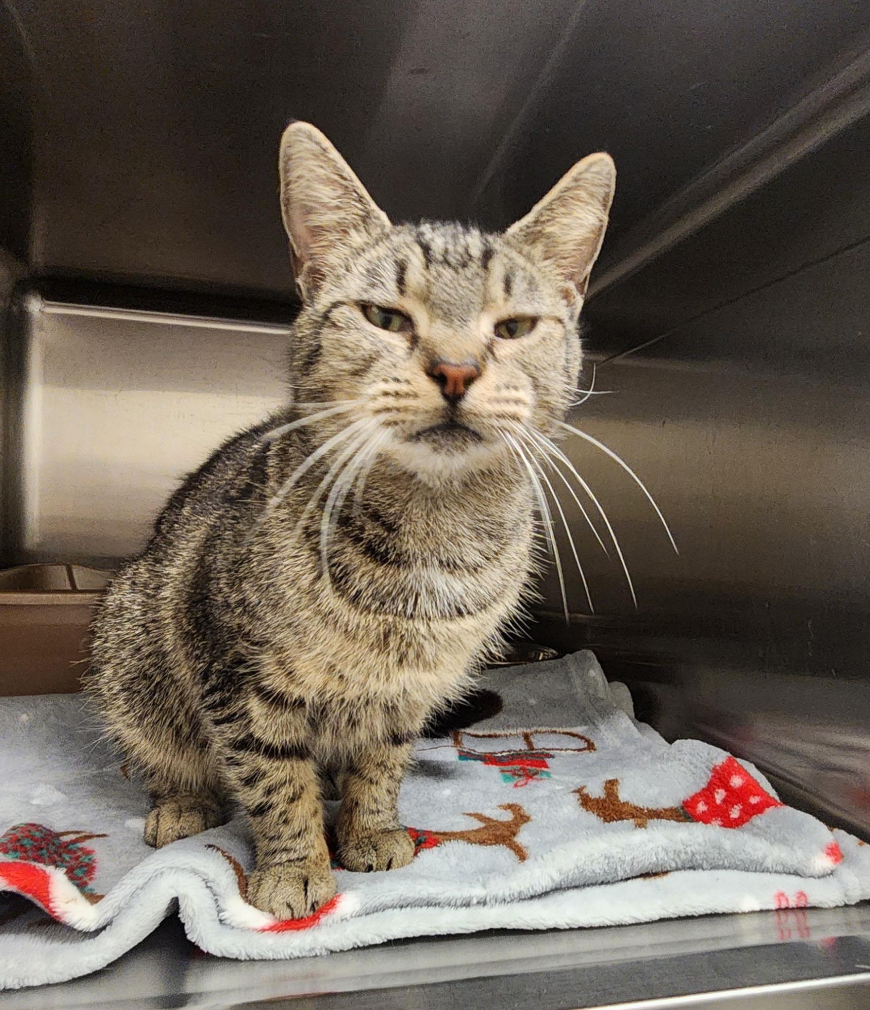 Minerva, Adoptable, Adult Female Domestic Short Hair.