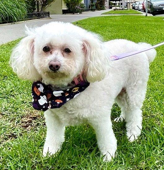 Enlarge Annie #119/425, a Adopted Miniature Poodle in Placentia, CA image 1/1