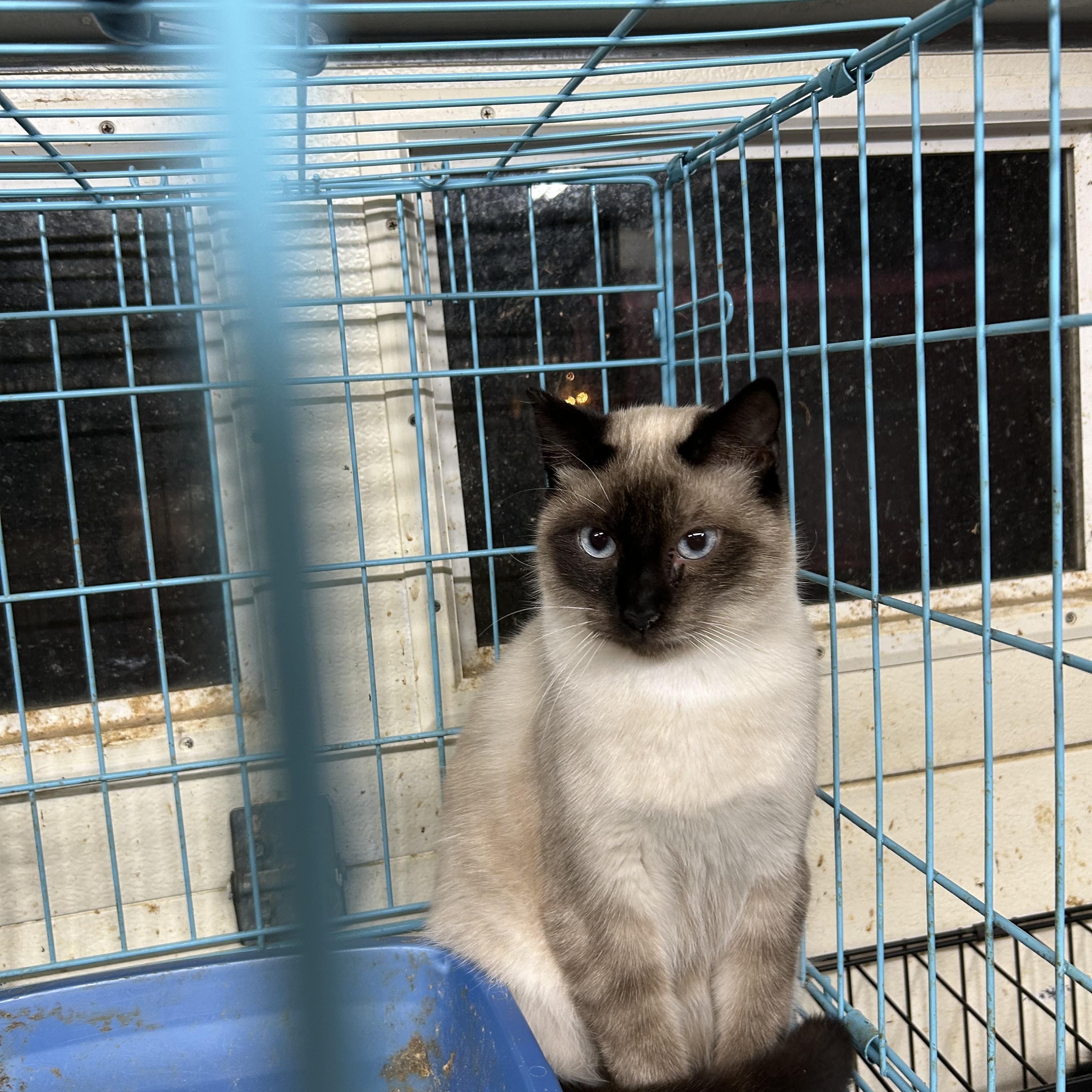 Enlarge Tinker Belle, an adopted mixed breed in New Orleans, LA image 4/6