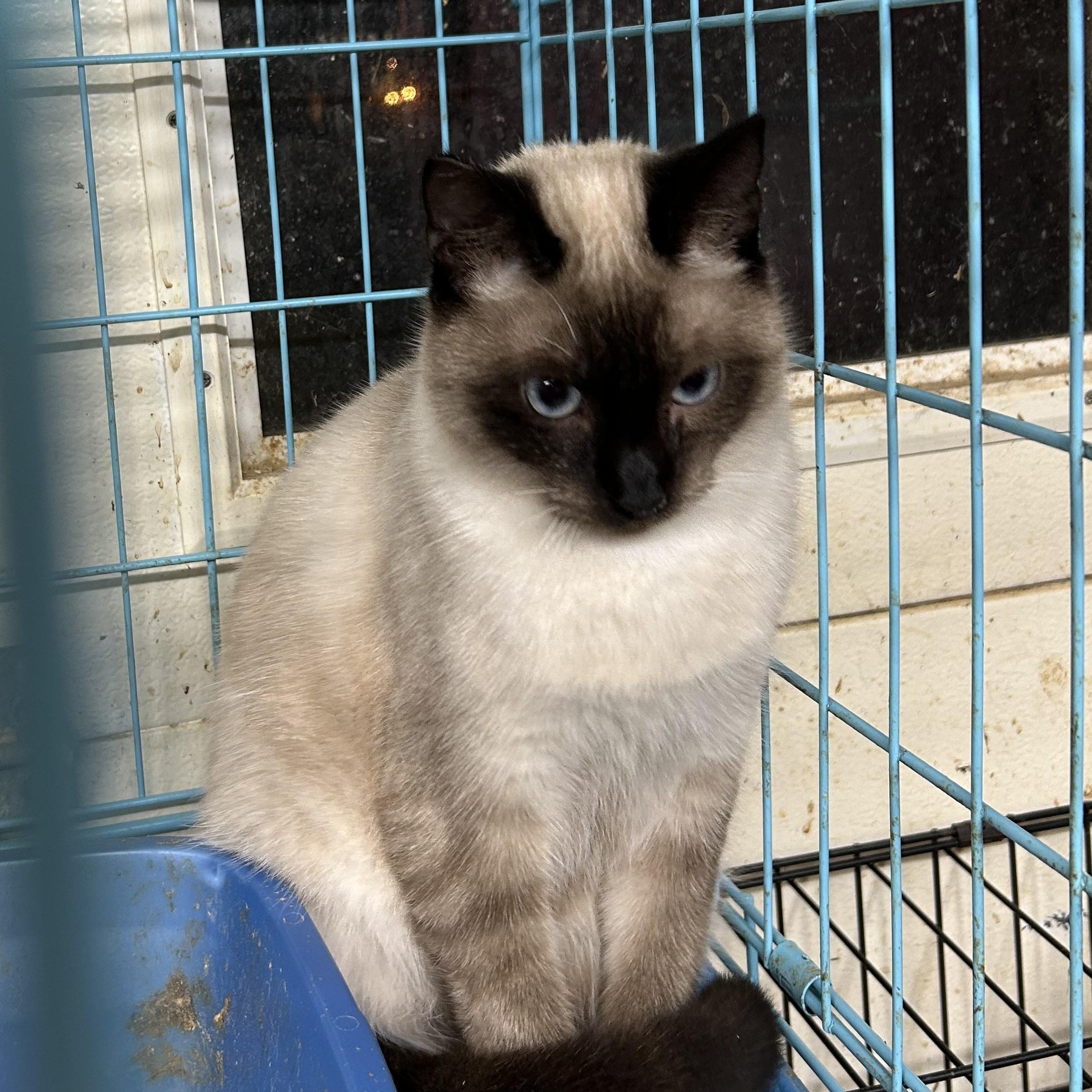 Tinker Belle, adopted, Young Male Siamese & Domestic Short Hair.