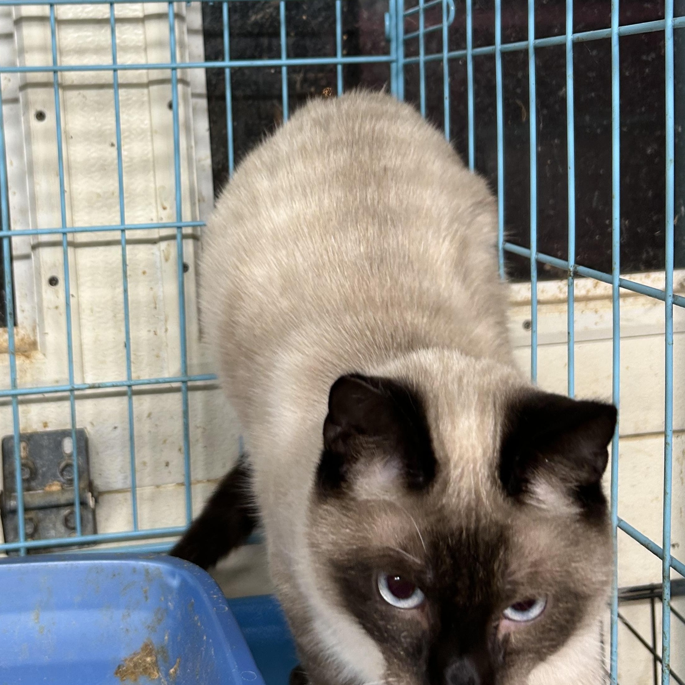 Enlarge Tinker Belle, an adopted mixed breed in New Orleans, LA image 5/6