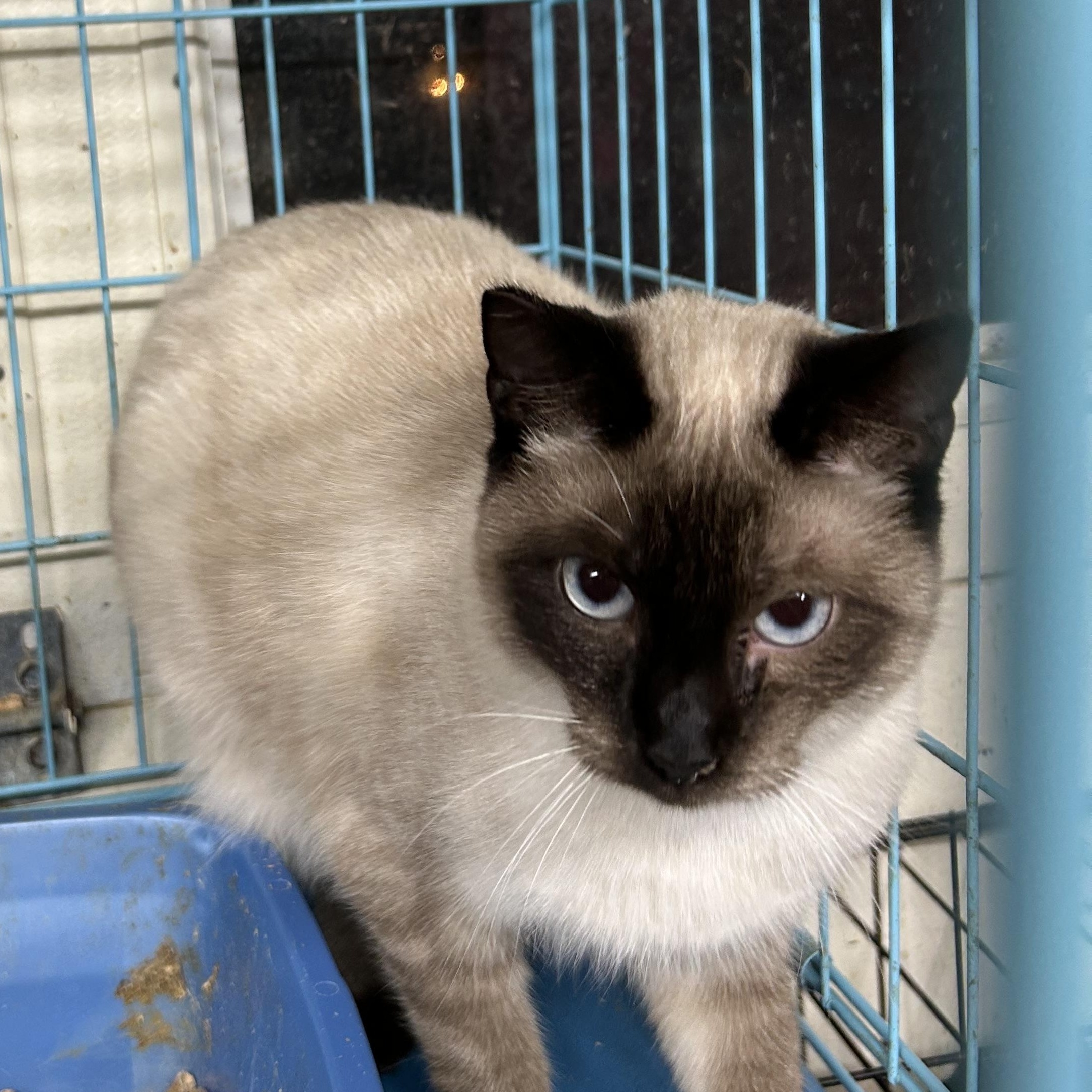 Enlarge Tinker Belle, an adopted mixed breed in New Orleans, LA image 2/6