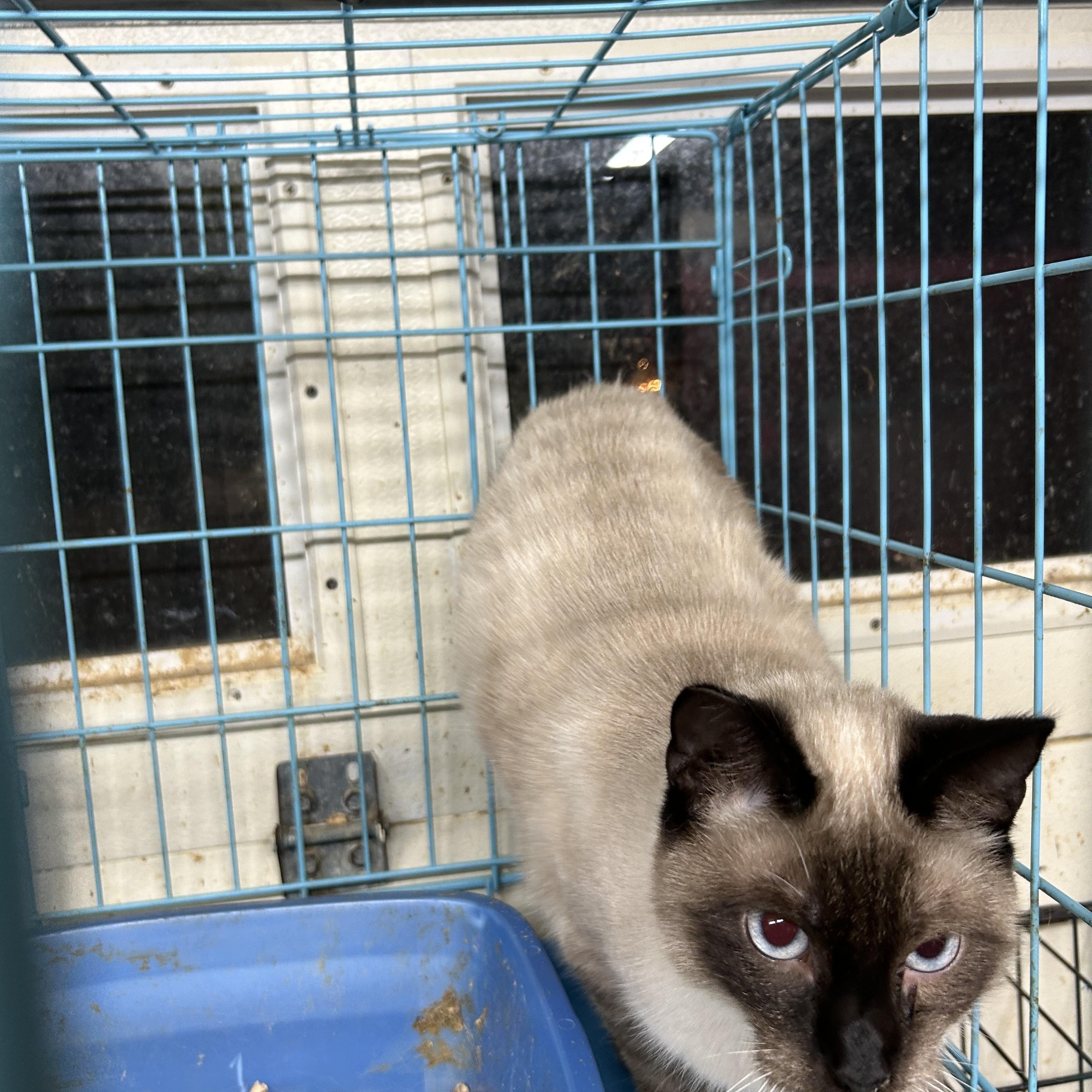 Enlarge Tinker Belle, an adopted mixed breed in New Orleans, LA image 6/6