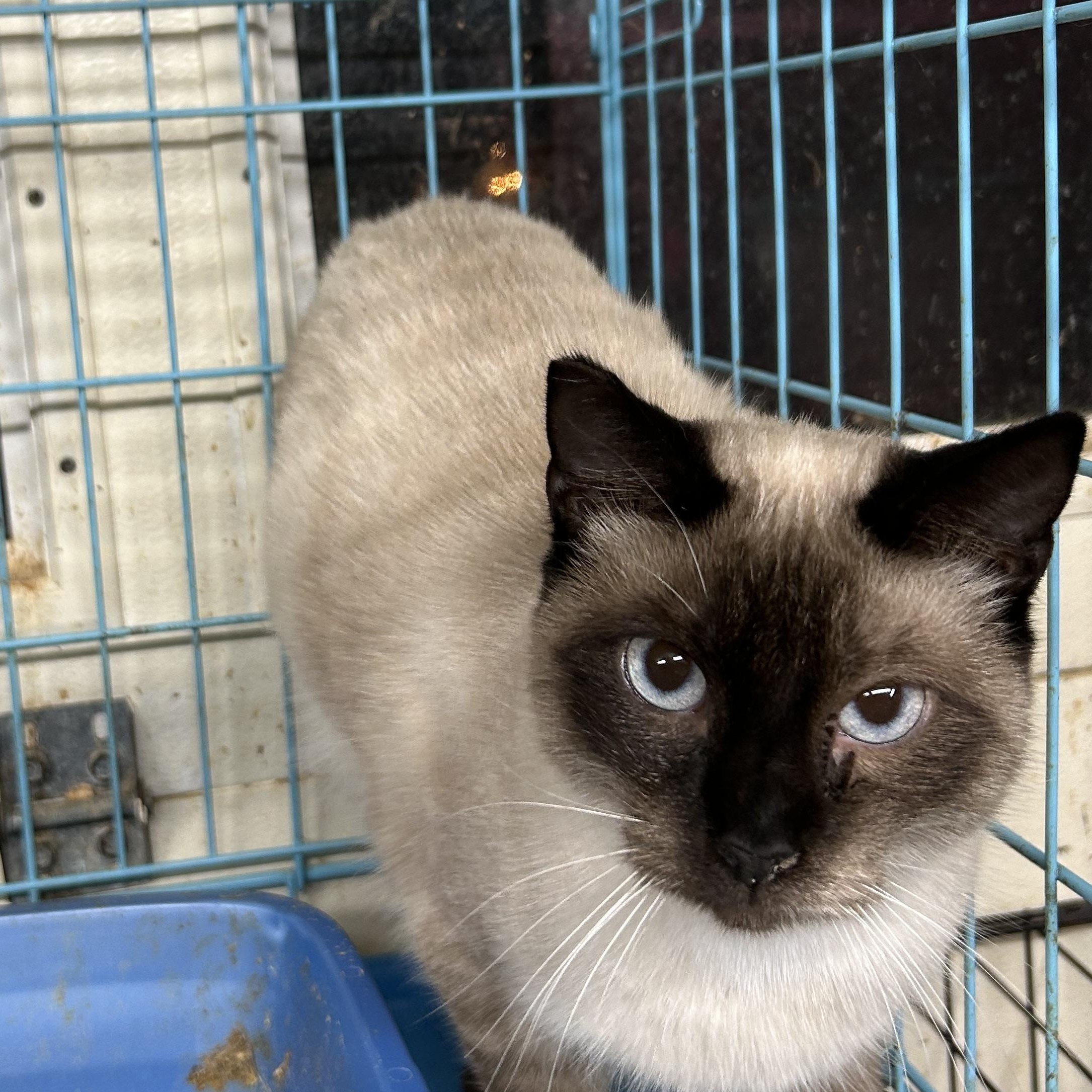 Enlarge Tinker Belle, an adopted mixed breed in New Orleans, LA image 3/6