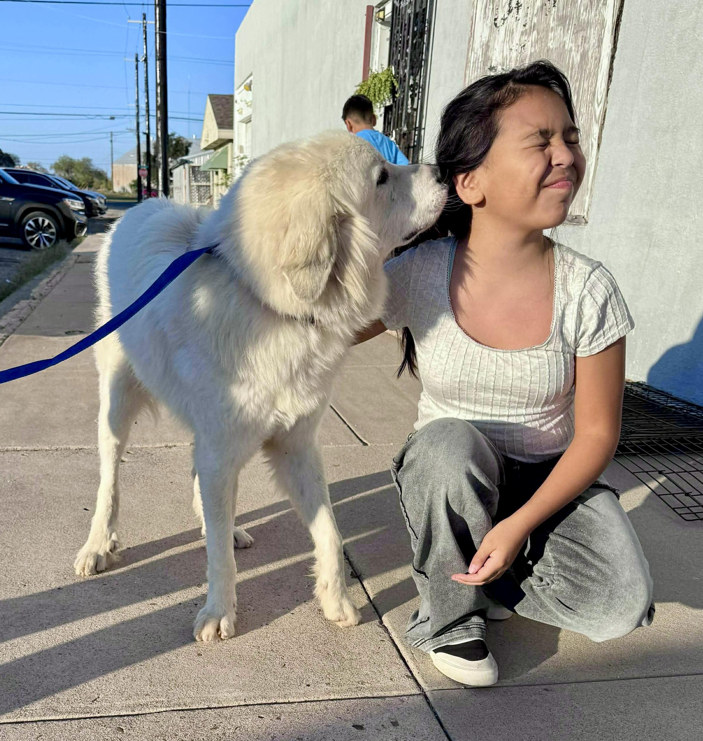 Dak, Adoptable, Young Male Golden Retriever & Great Pyrenees.