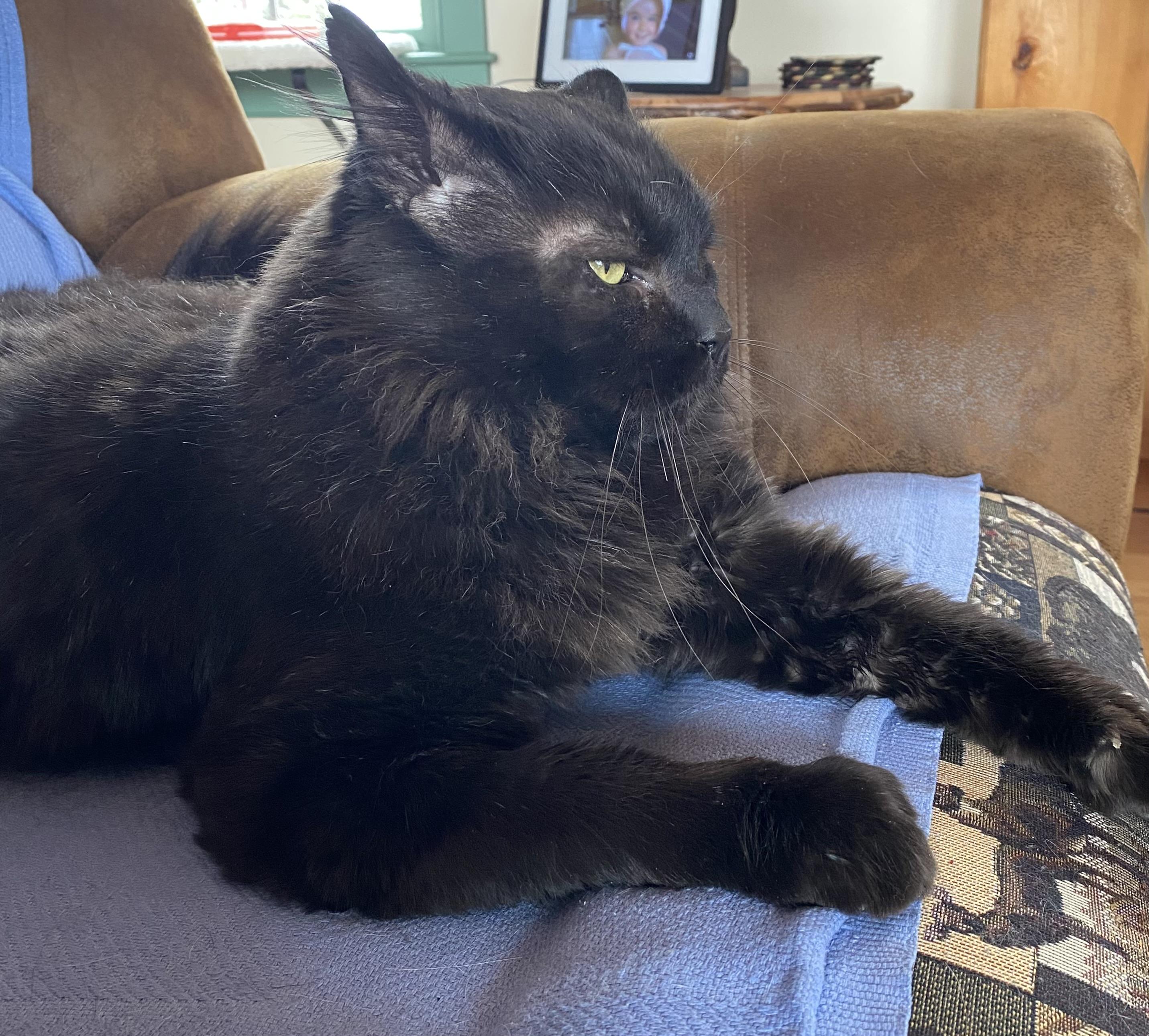 Enlarge Raven, a ADOPTABLE Domestic Short Hair in Salem, NH image 3/3