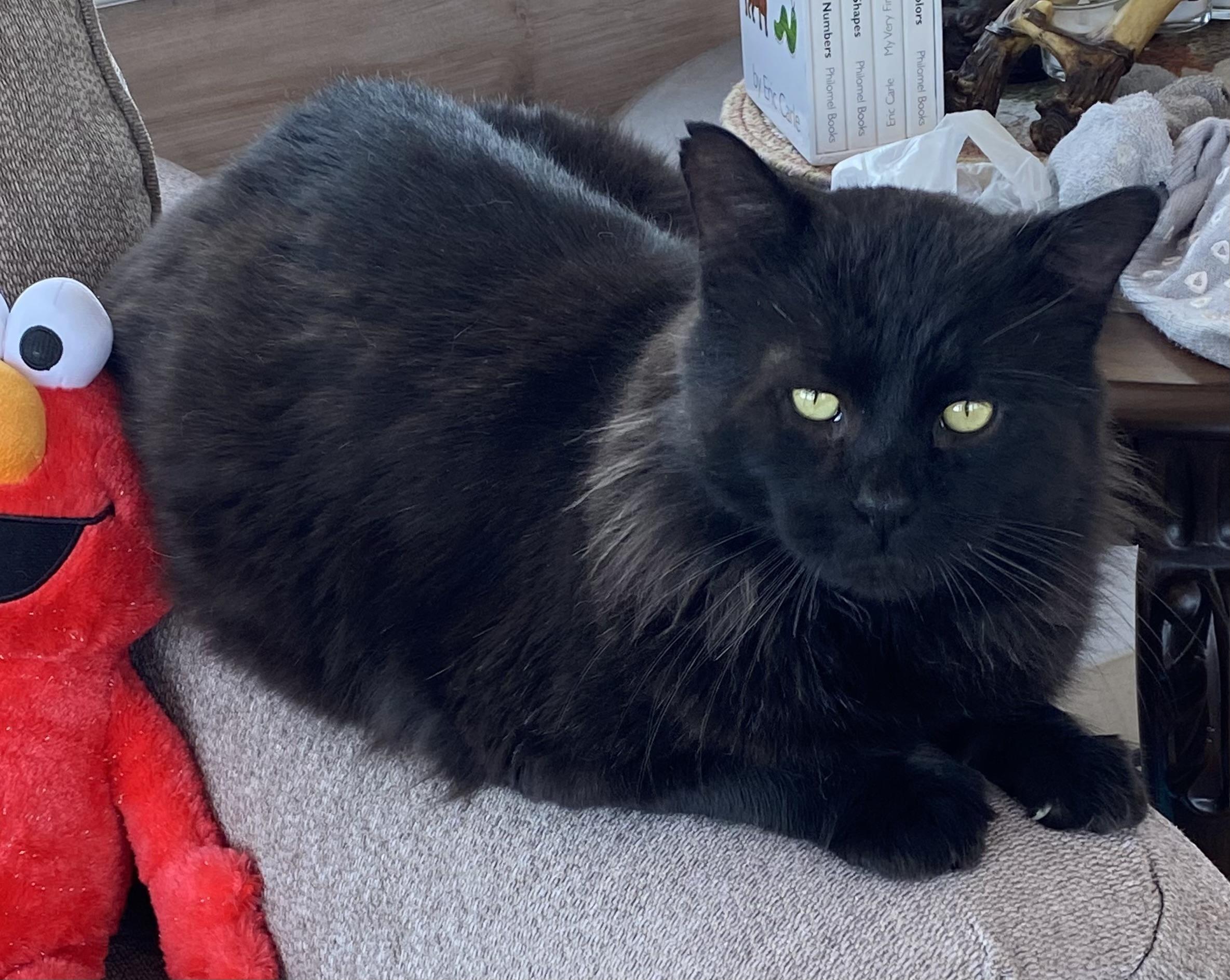 Enlarge Raven, an adopted Domestic Long Hair in Salem, NH image 3/4