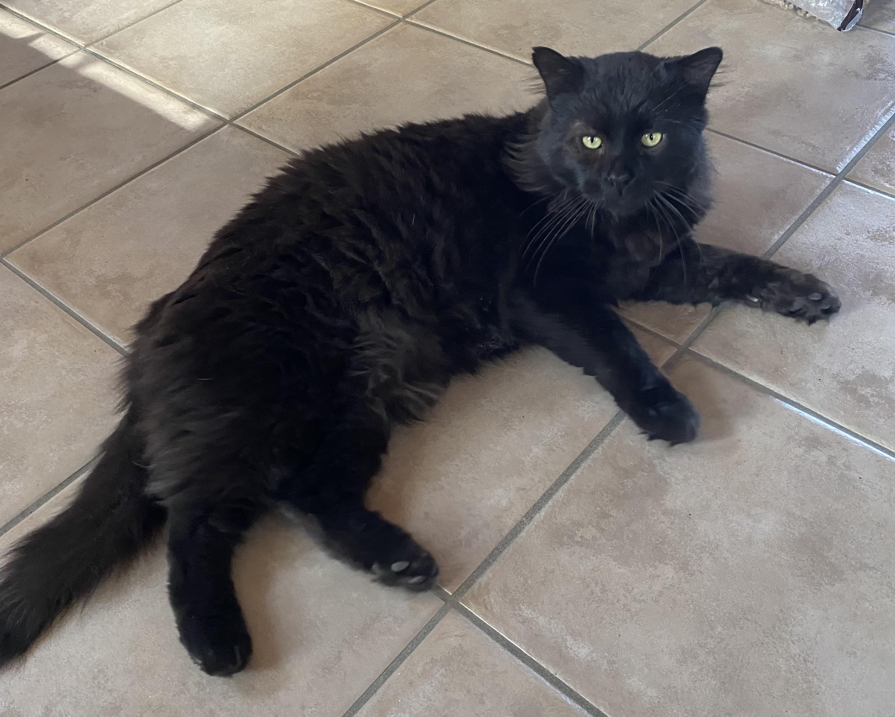 Raven, ADOPTABLE, Adult Male Domestic Short Hair.