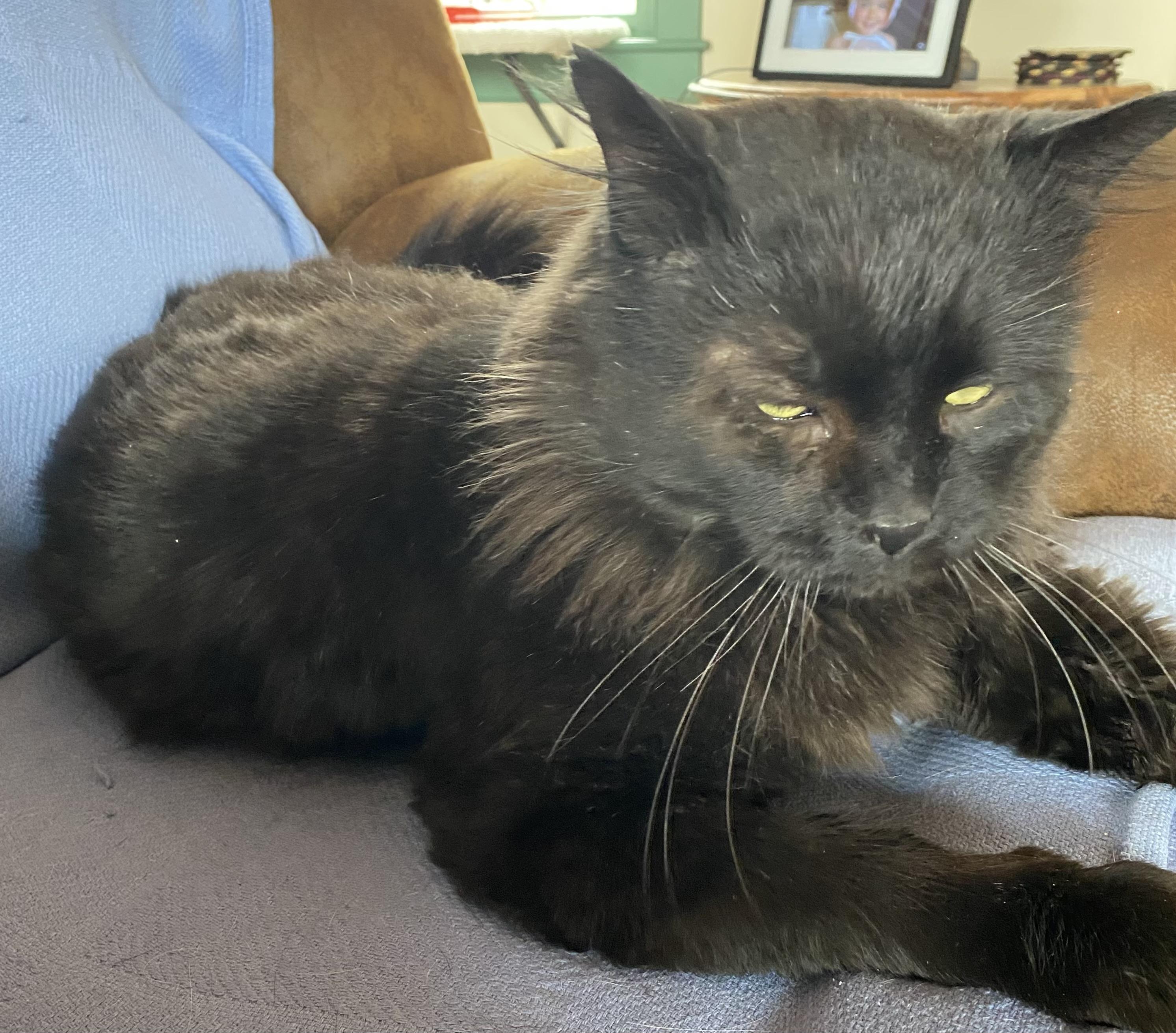 Enlarge Raven, a ADOPTABLE Domestic Short Hair in Salem, NH image 2/3