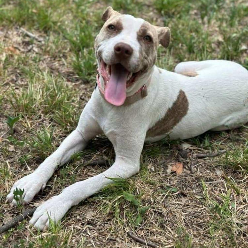 Shara, a Adoptable Mixed Breed in Memphis, TN image 1/5