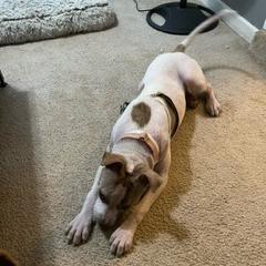 Enlarge Shara, a Adoptable Mixed Breed in Memphis, TN image 4/6