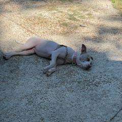 Shara, a Adoptable Mixed Breed in Memphis, TN image 2/5