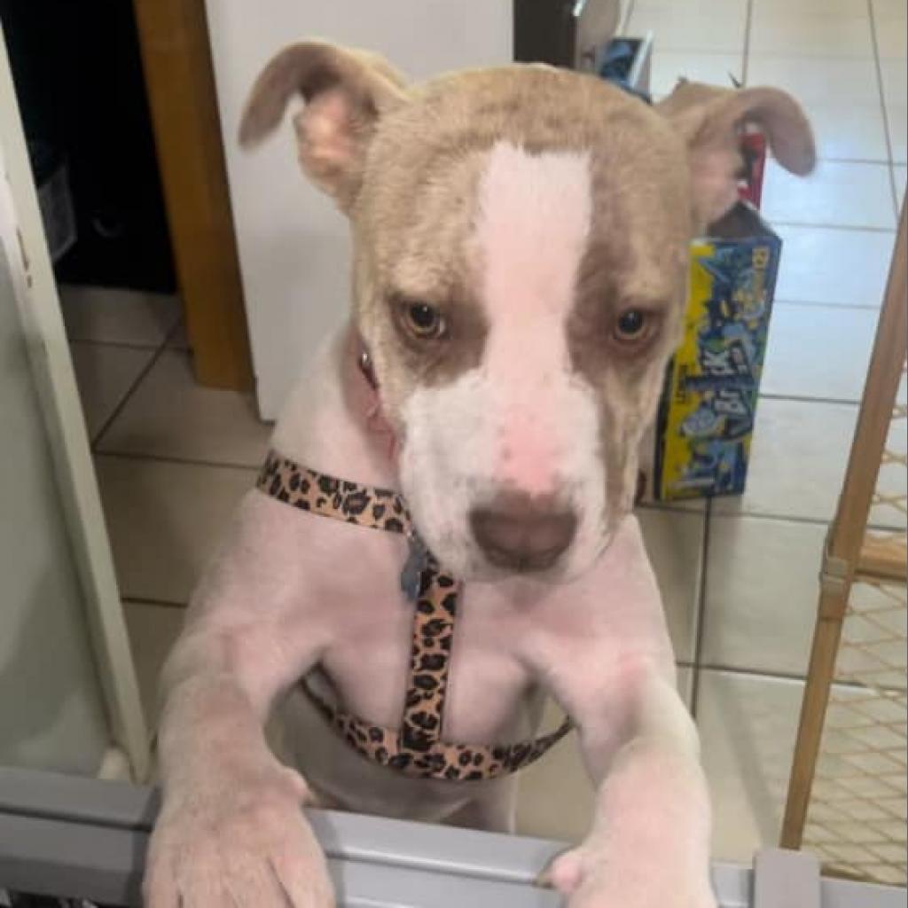 Shara, a Adoptable Mixed Breed in Memphis, TN image 3/5