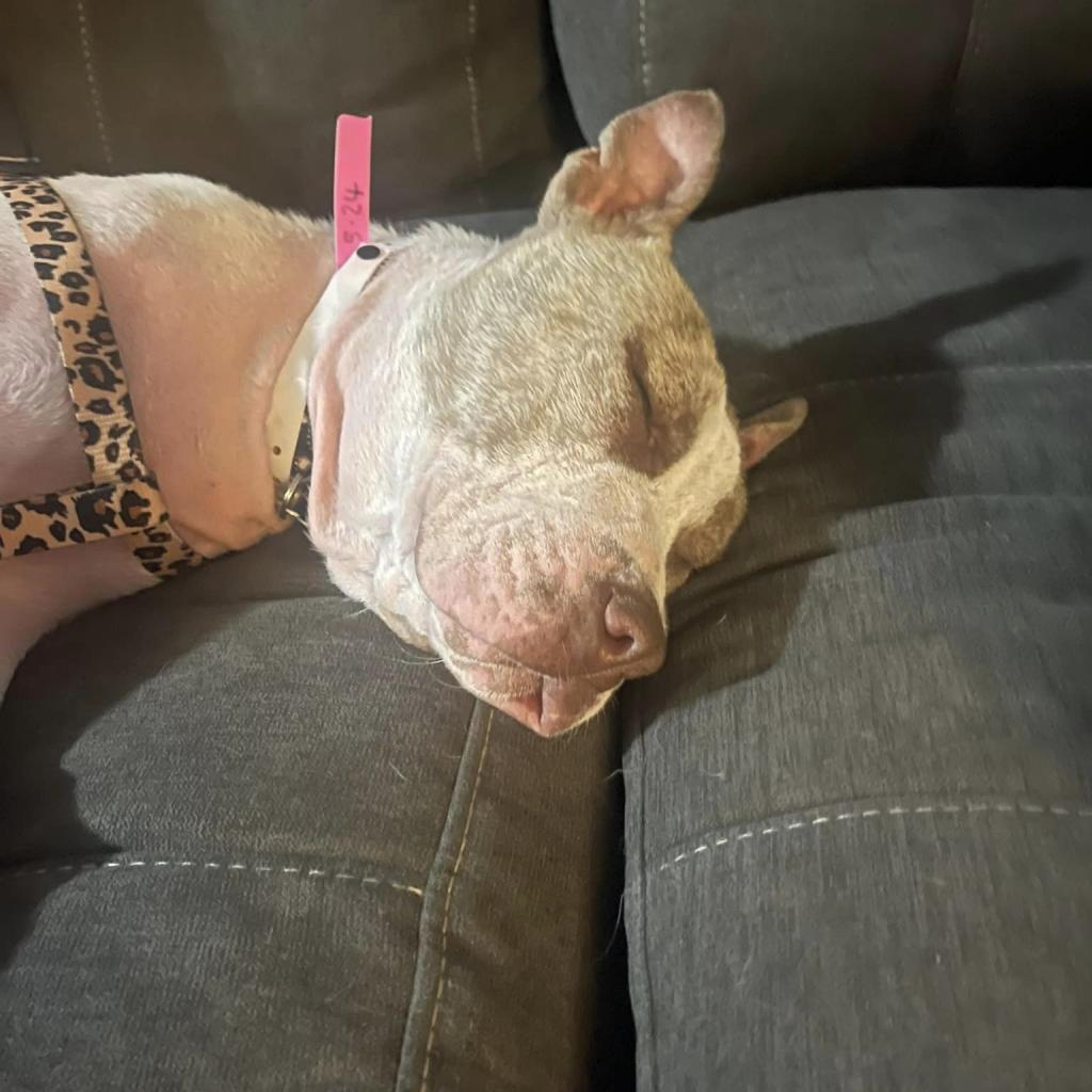 Shara, a Adoptable Mixed Breed in Memphis, TN image 4/5