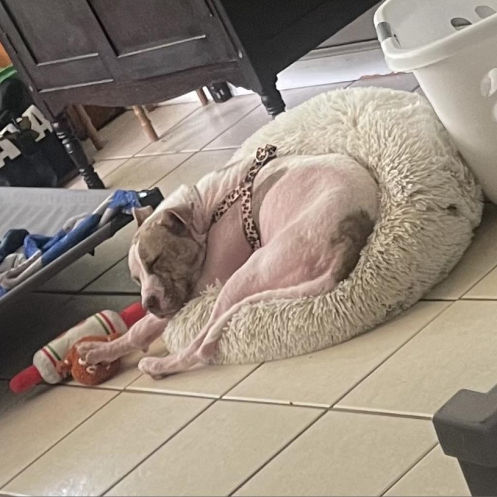 Enlarge Shara, a Adoptable Mixed Breed in Memphis, TN image 6/6