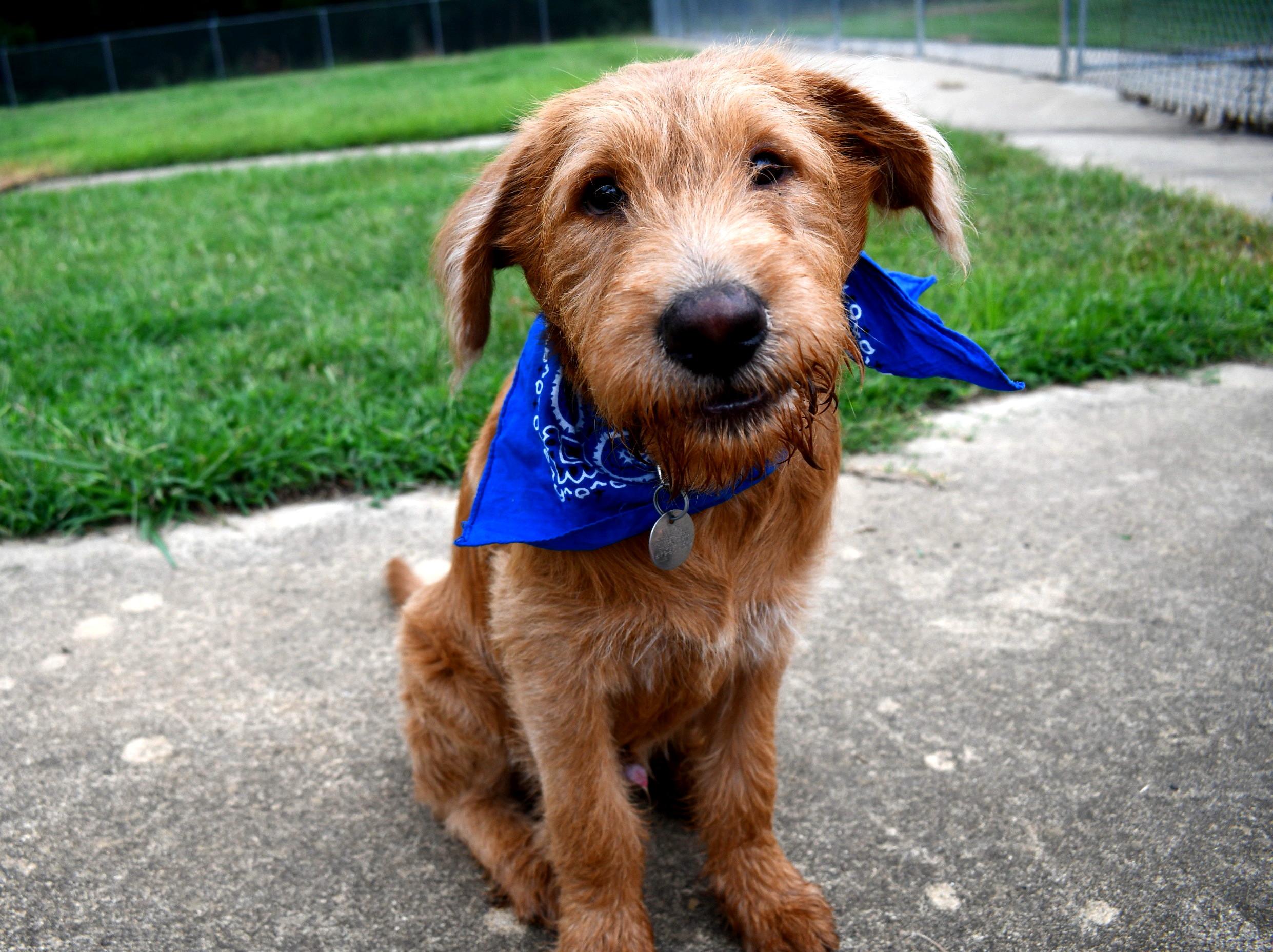 Joey, a Adopted Labradoodle in Muldrow, OK image 6/6