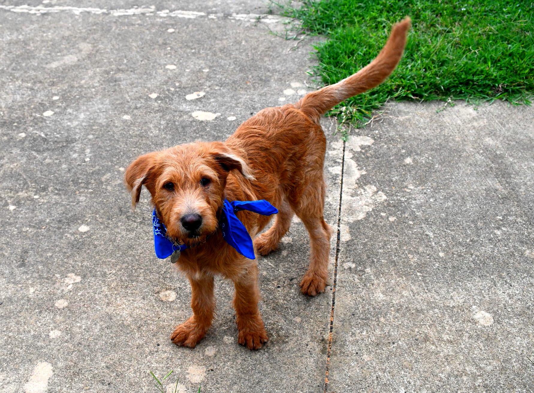 Joey, a Adopted Labradoodle in Muldrow, OK image 1/6