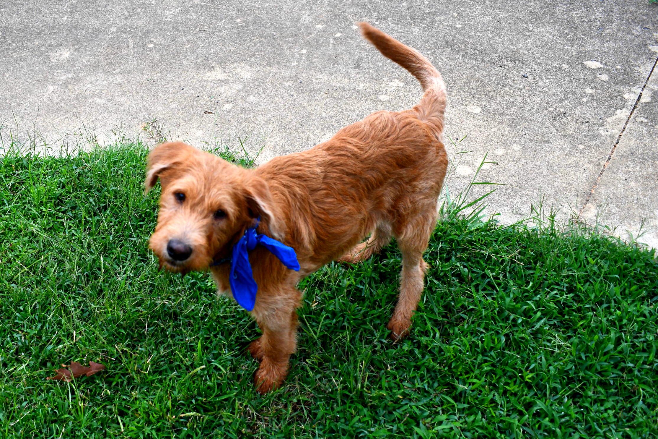 Joey, a Adopted Labradoodle in Muldrow, OK image 4/6