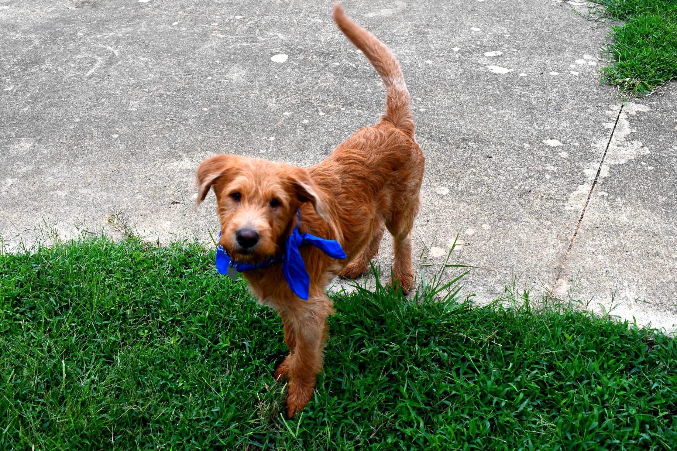 Joey, a Adopted Labradoodle in Muldrow, OK image 2/6