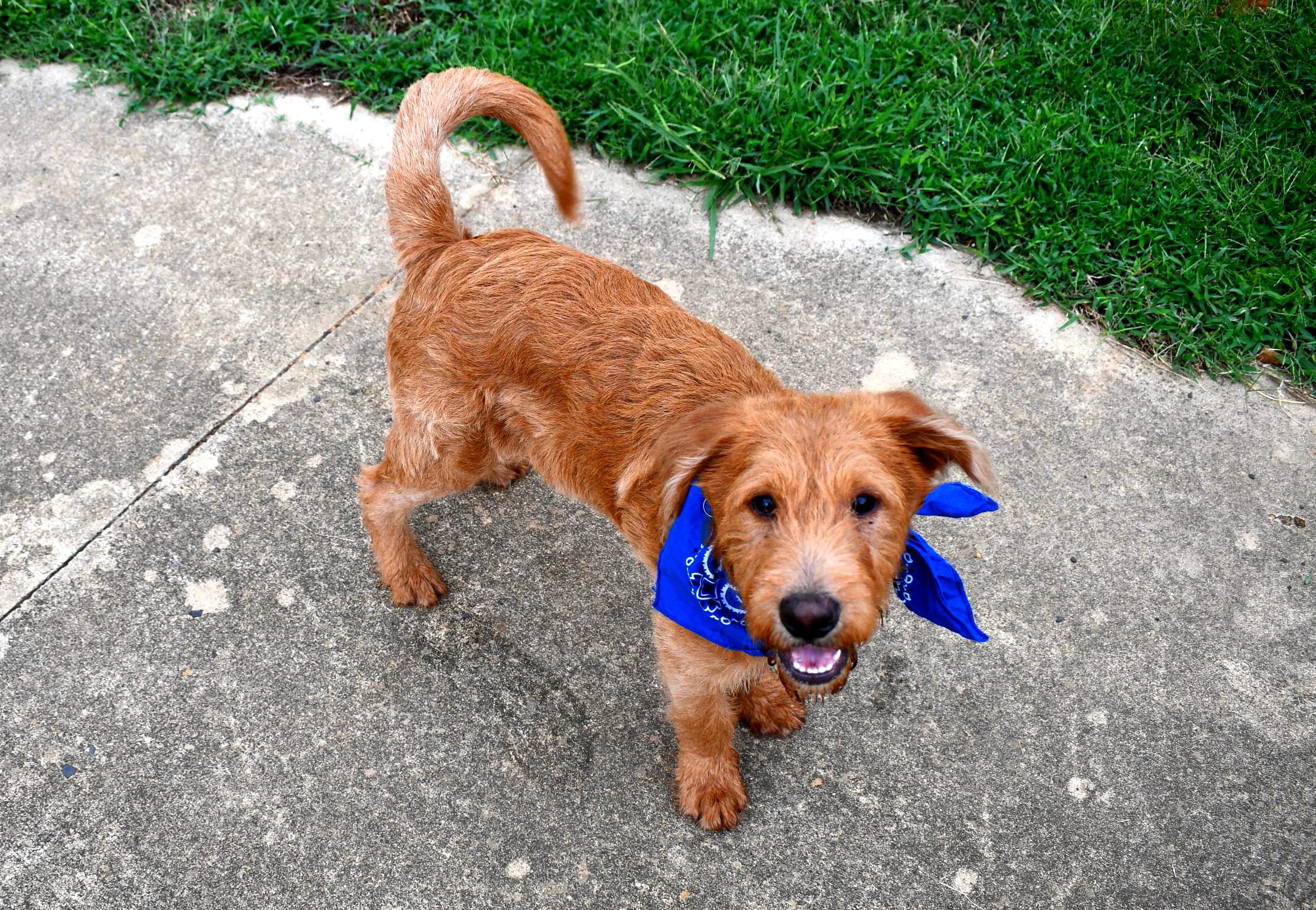 Joey, a Adopted Labradoodle in Muldrow, OK image 3/6