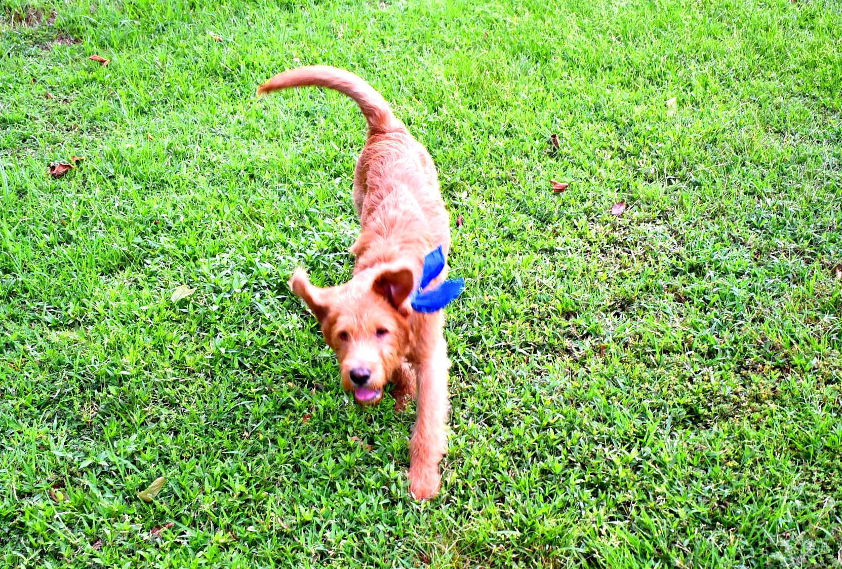 Joey, a Adopted Labradoodle in Muldrow, OK image 5/6