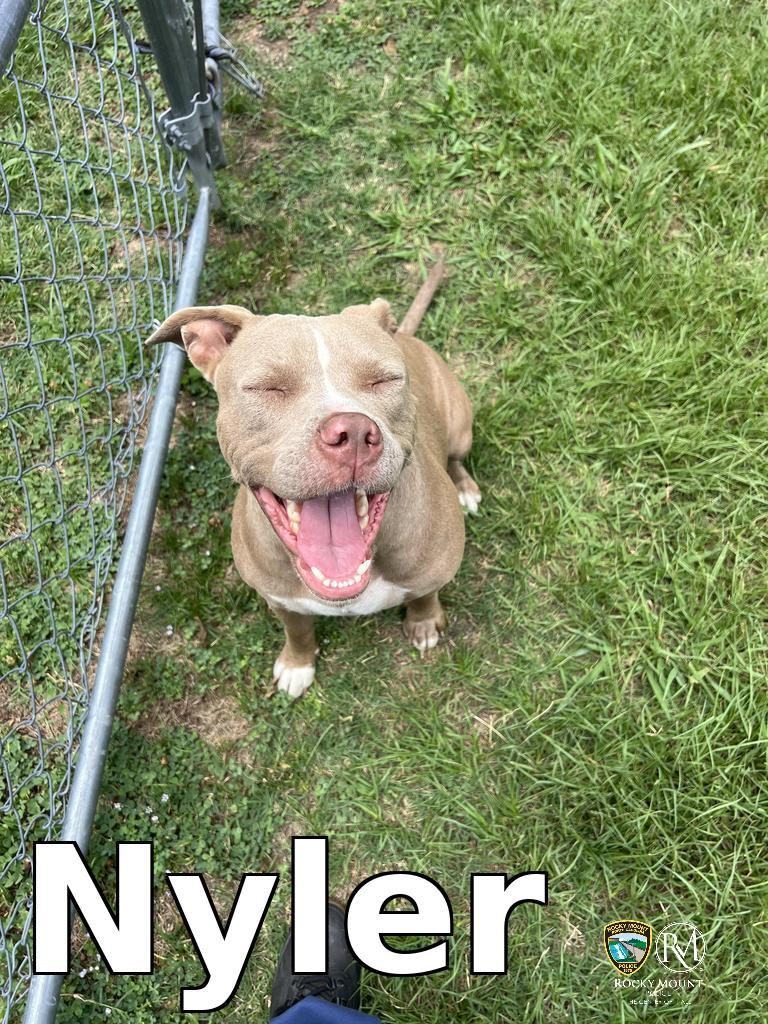 Nyler, a Adoptable Pit Bull Terrier in Rocky Mount, NC image 1/3