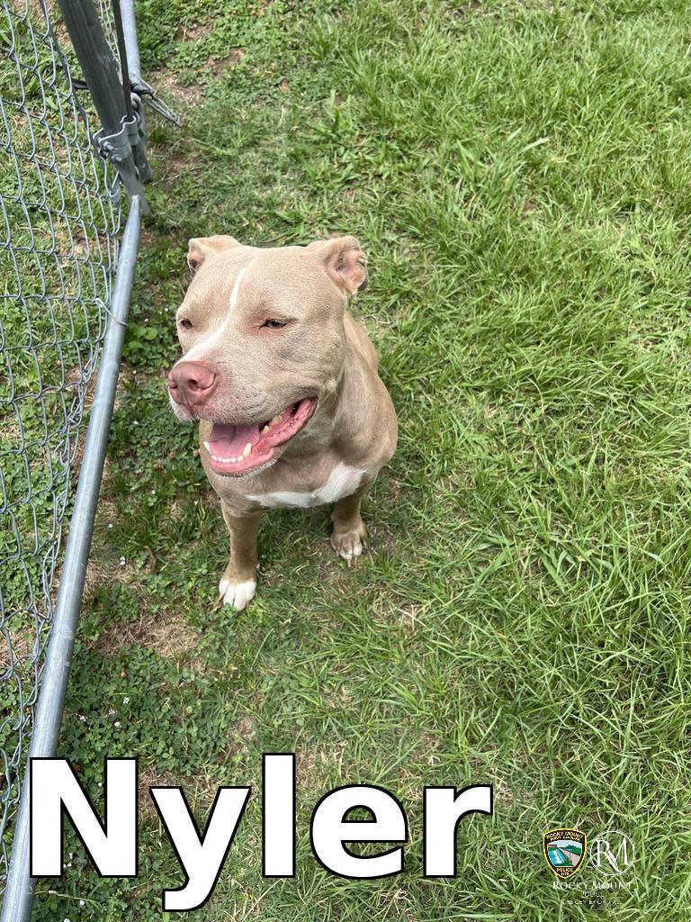 Nyler, a Adoptable Pit Bull Terrier in Rocky Mount, NC image 2/3