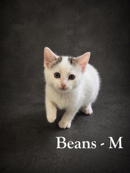 Enlarge Beans, a Adoptable mixed breed in Guntersville, AL image 1/1
