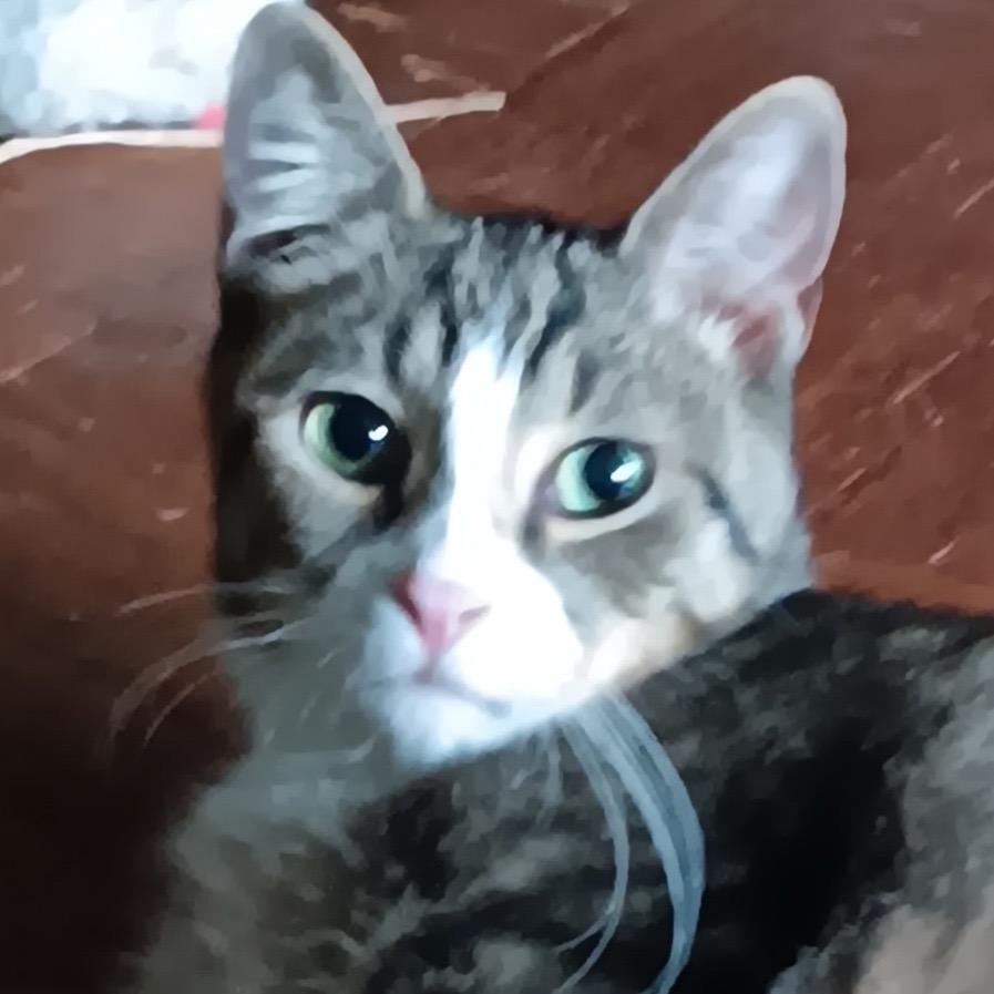 Mateo (and Diane), Adoptable, Young Male Domestic Short Hair.