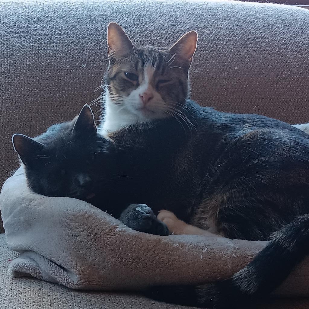 Enlarge Mateo (and Diane), a Adoptable mixed breed in New York, NY image 3/6