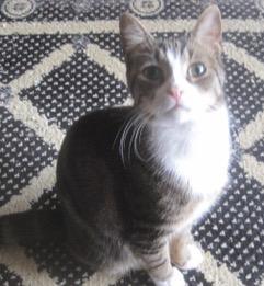 Enlarge Mateo (and Diane), a Adoptable mixed breed in New York, NY image 5/6