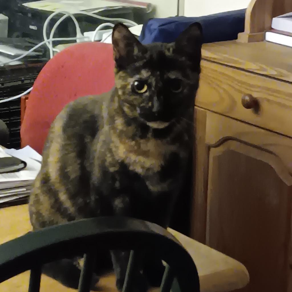 Enlarge Mateo (and Diane), a Adoptable mixed breed in New York, NY image 6/6