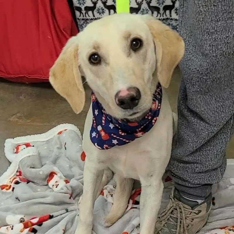 Chesapeake, ADOPTABLE, Young Female Yellow Labrador Retriever.