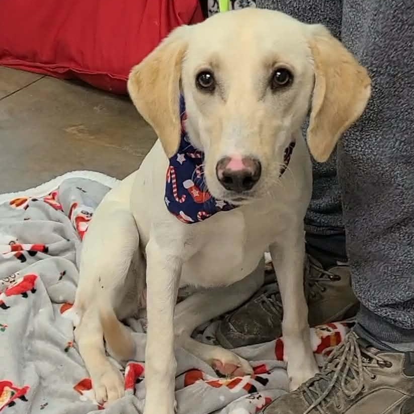 Enlarge Chesapeake, a ADOPTABLE mixed breed in Woolwich, ME image 4/6