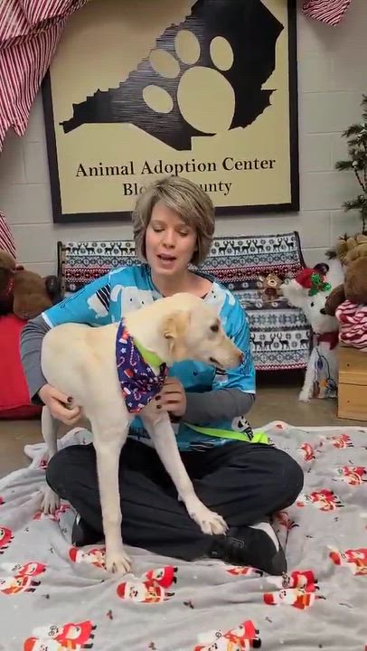 Enlarge Chesapeake, a ADOPTABLE mixed breed in Woolwich, ME video 6/6