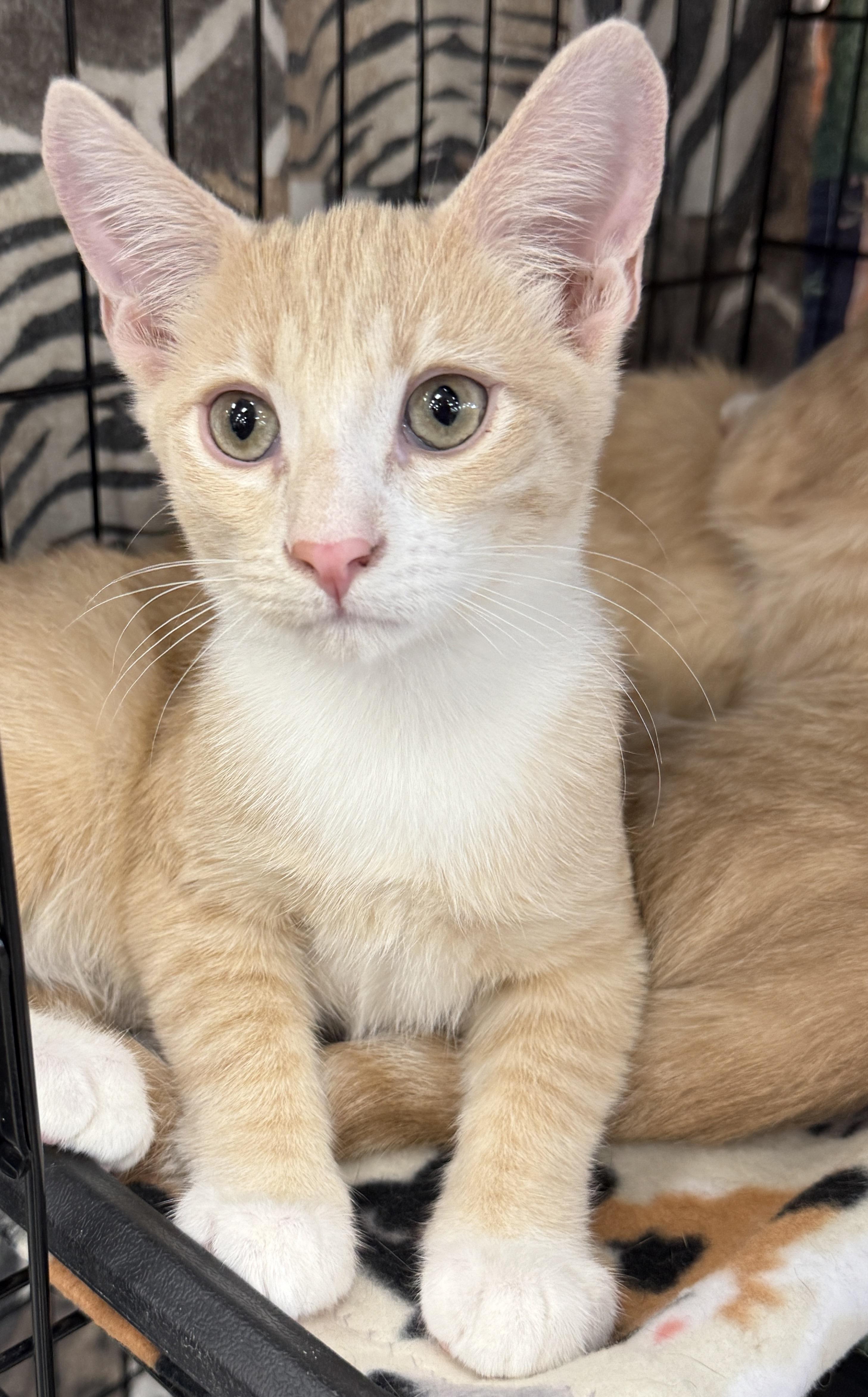 Baloo, Adoptable, Kitten Male Domestic Short Hair.