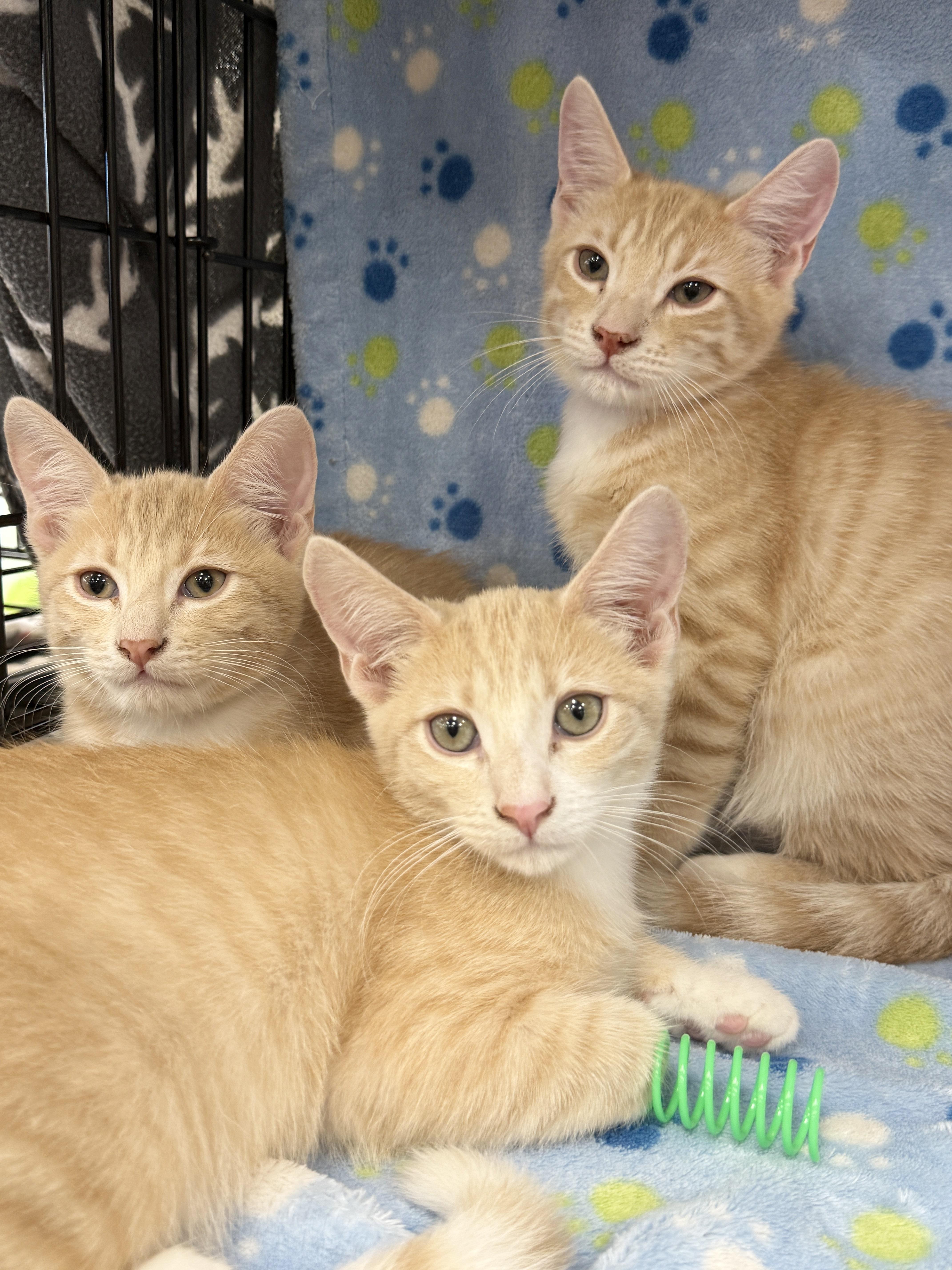 Baloo, a Adoptable Domestic Short Hair in Westminster, CA image 2/2