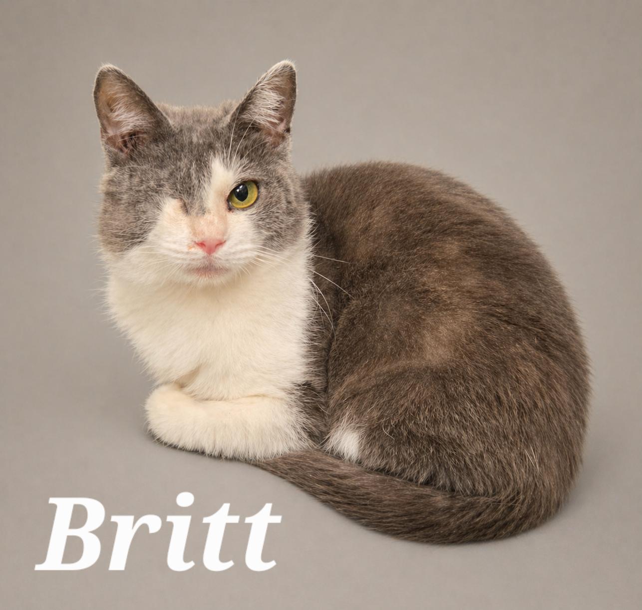 Britt, ADOPTABLE, Kitten Female Domestic Short Hair.