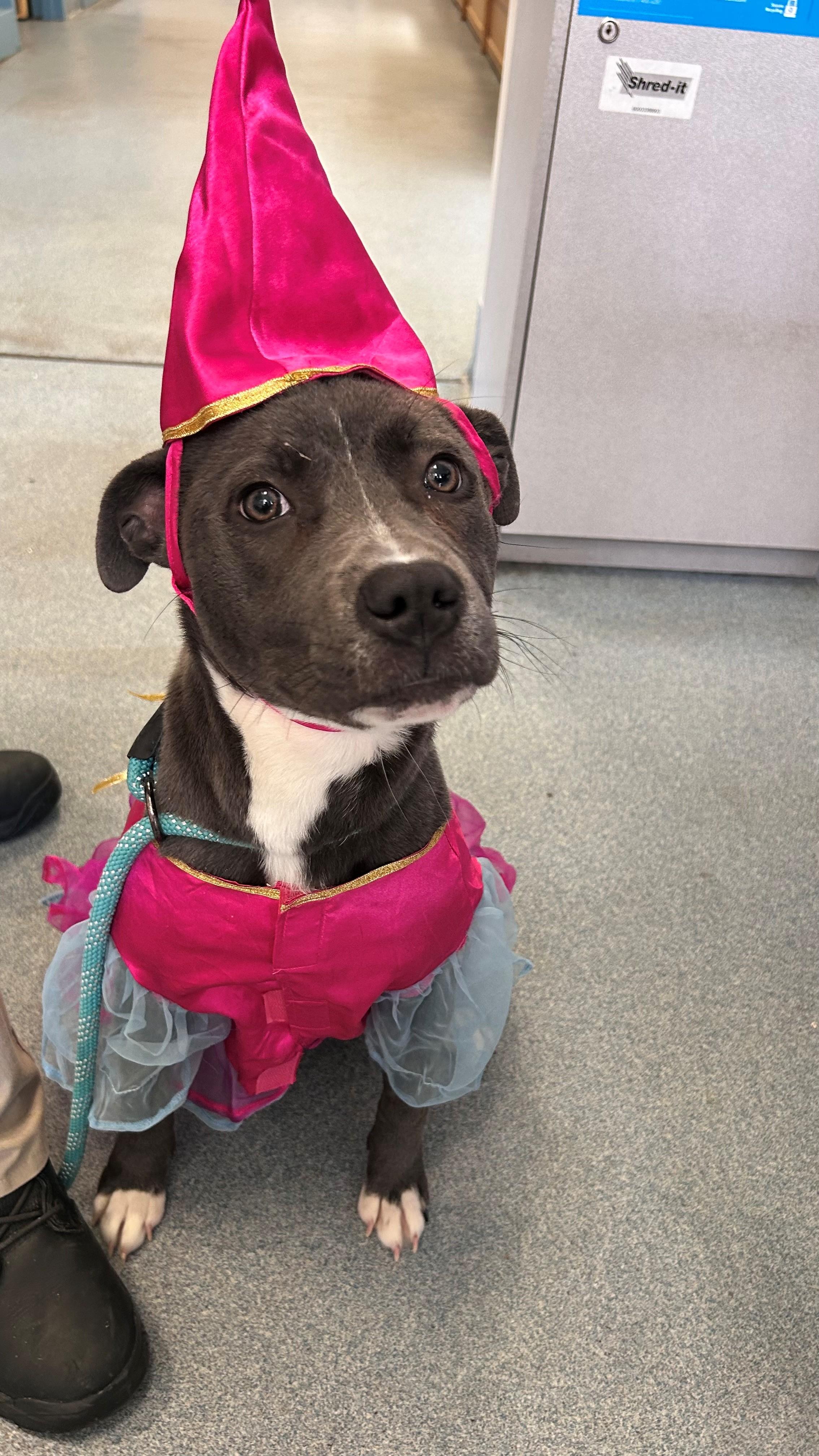 Trixie , ADOPTABLE, Young Female Pit Bull Terrier.