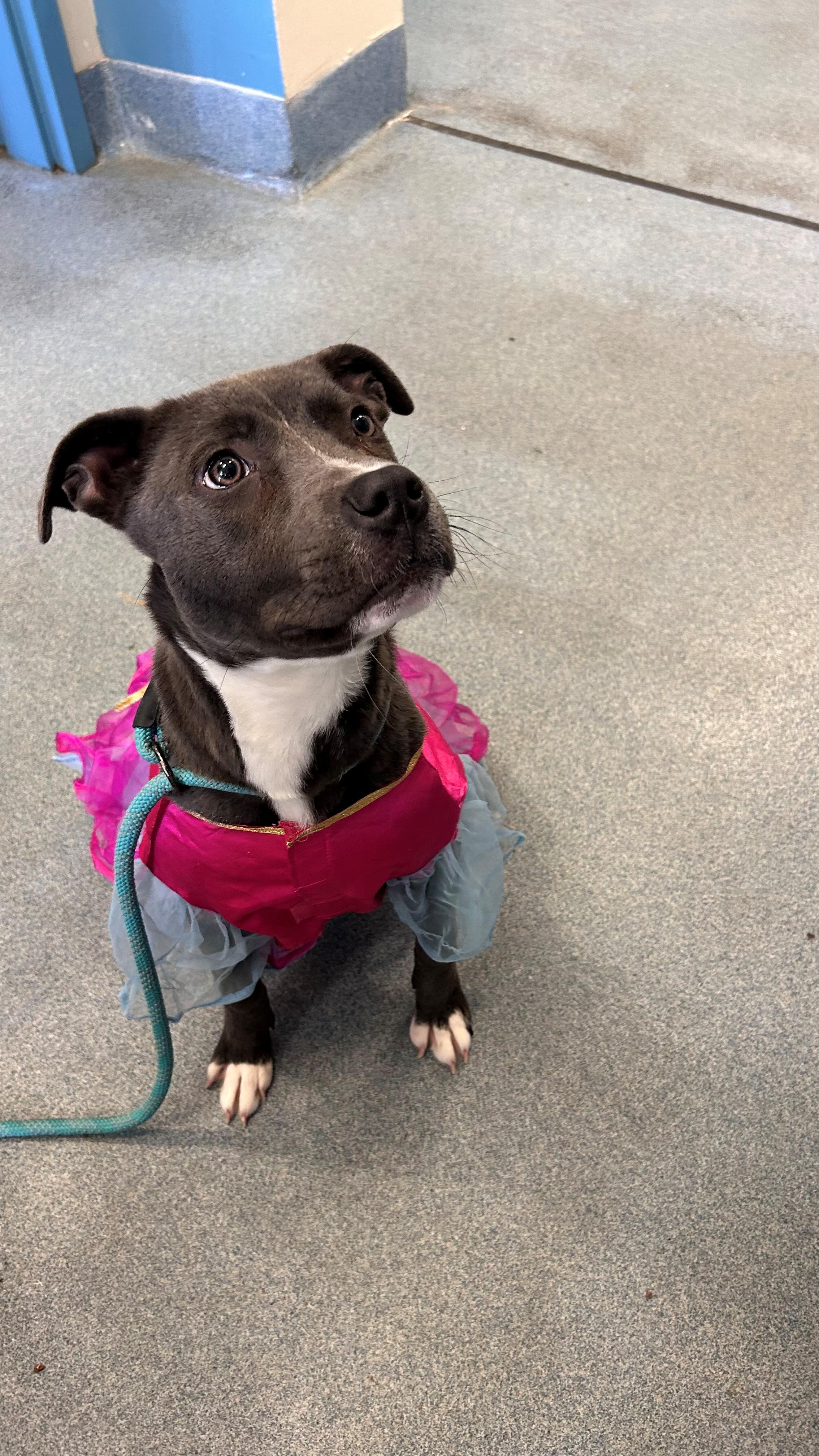 Enlarge Trixie , a ADOPTABLE Pit Bull Terrier in Suffolk, VA image 2/2