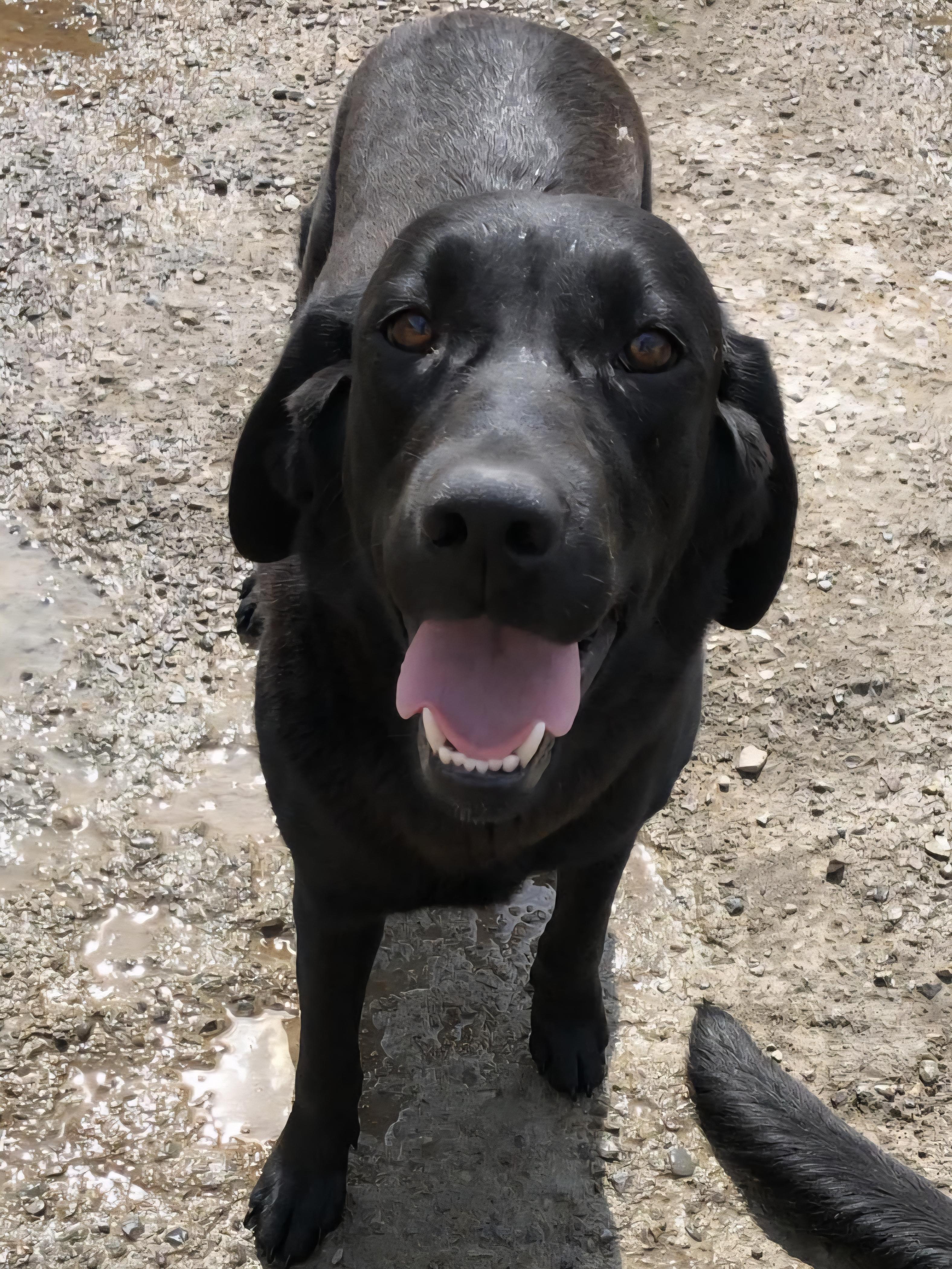 Love, an adoptable Black Labrador Retriever in Hornell, NY_image-1