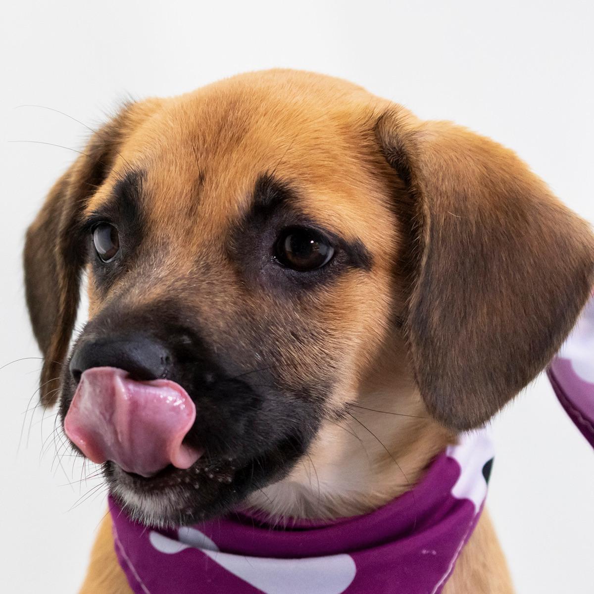 Enlarge Daphne Big heart, a Adoptable mixed breed in Lake Forest, IL image 3/4