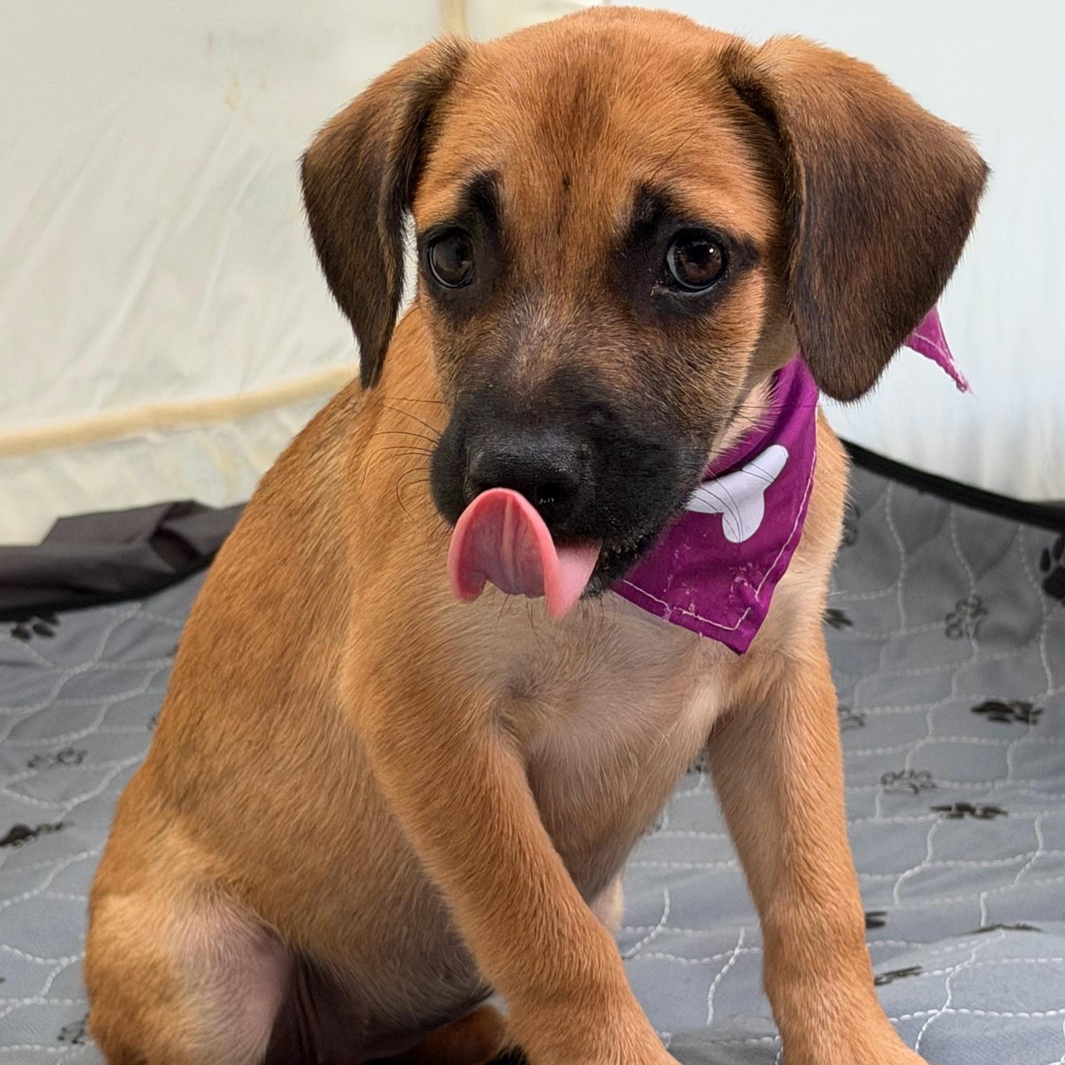 Enlarge Daphne Big heart, a Adoptable mixed breed in Lake Forest, IL image 4/4