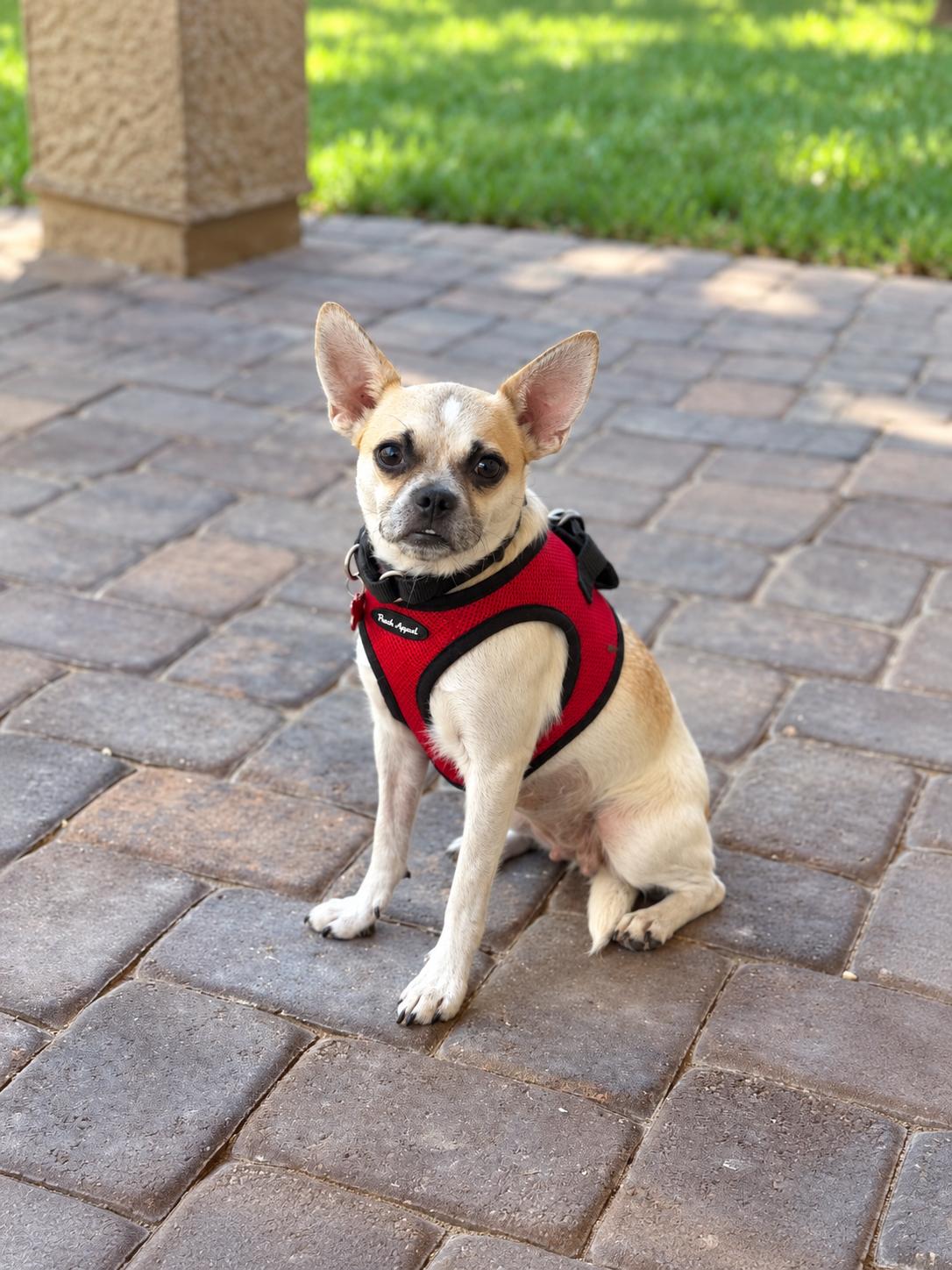 Enlarge Samantha, a Adoptable mixed breed in Las Vegas, NV image 1/3