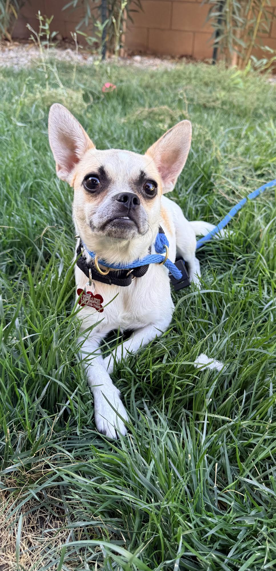 Enlarge Samantha, a Adoptable mixed breed in Las Vegas, NV image 2/3