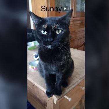 Sunny, Adoptable, Adult Female Domestic Short Hair.