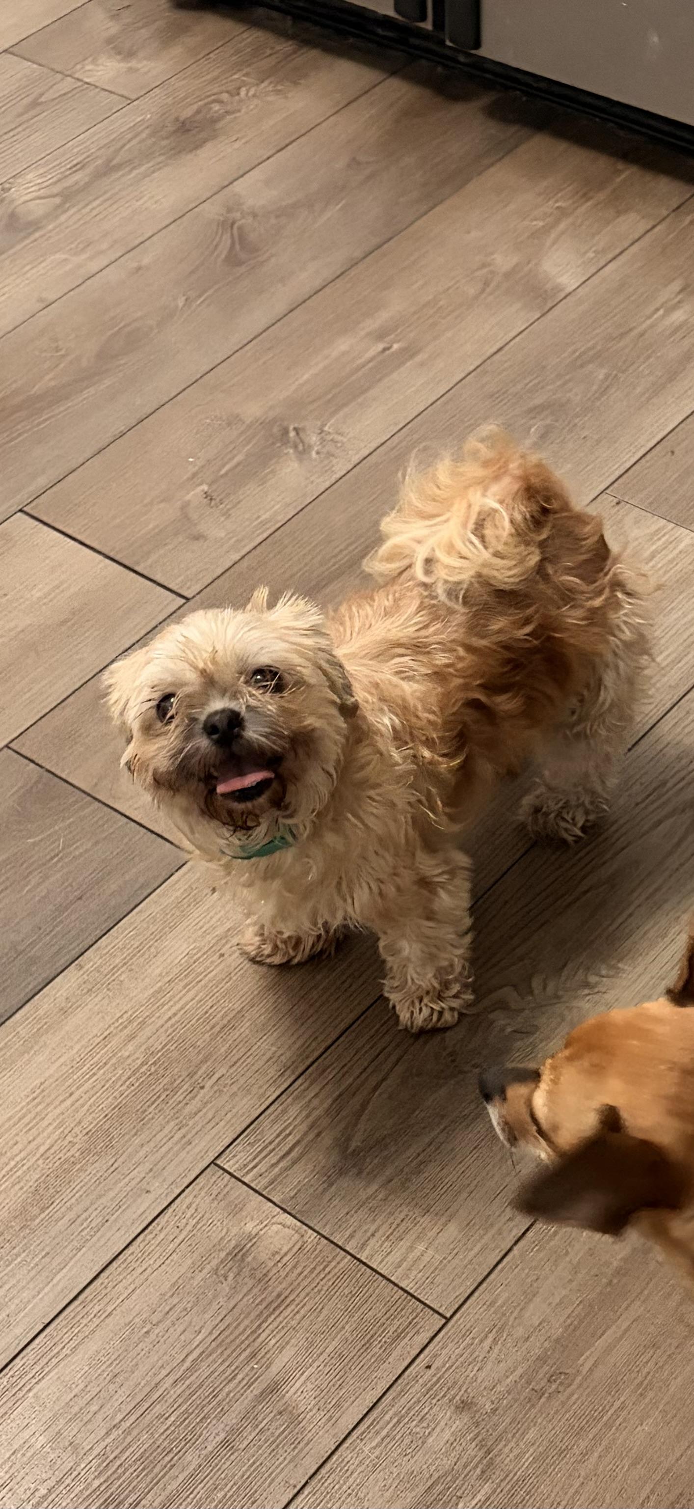 Peanut Butter & Jelly, a ADOPTABLE Shih Tzu in Byron, IL image 5/6