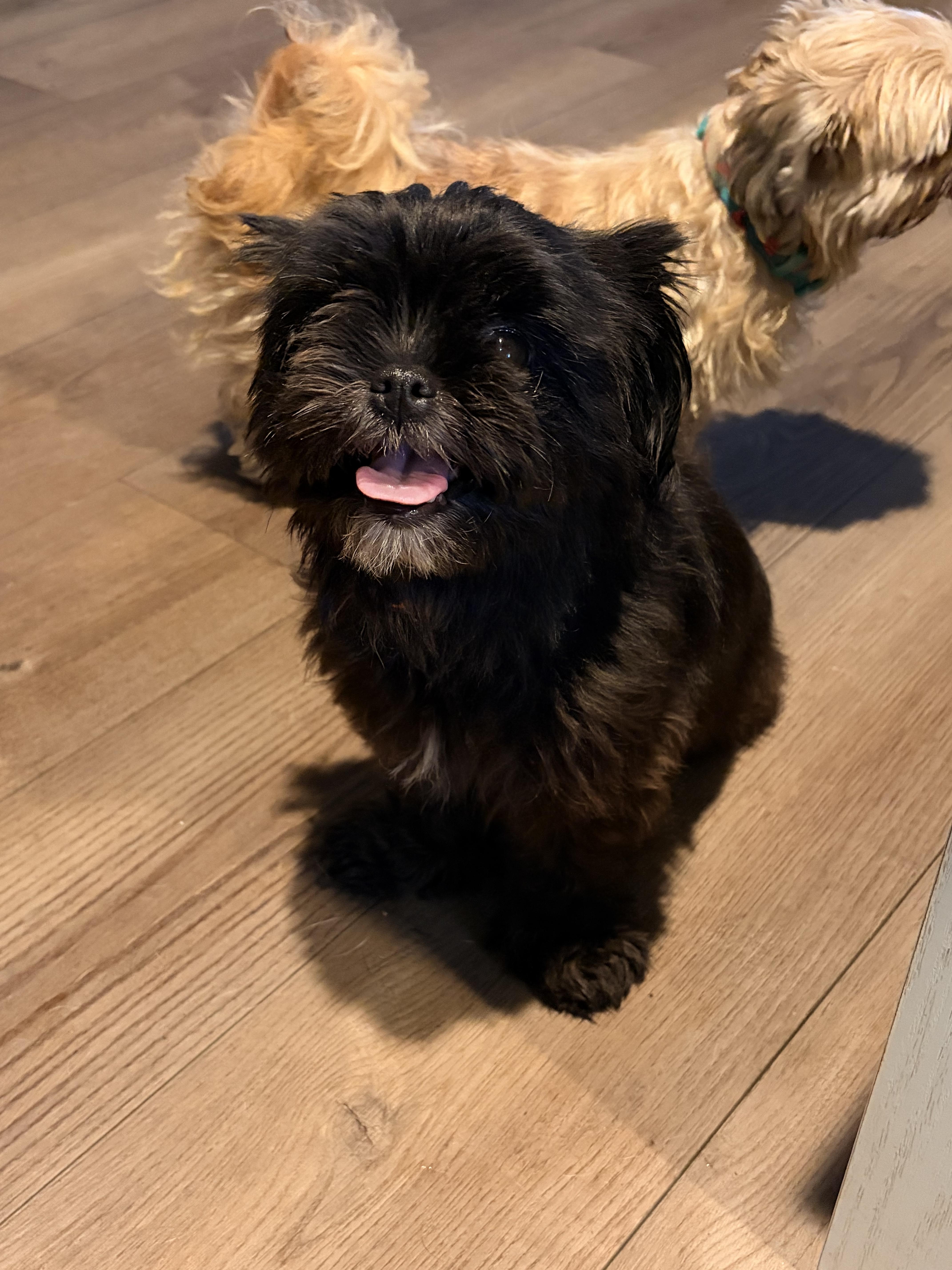 Peanut Butter & Jelly, a ADOPTABLE Shih Tzu in Byron, IL image 3/6
