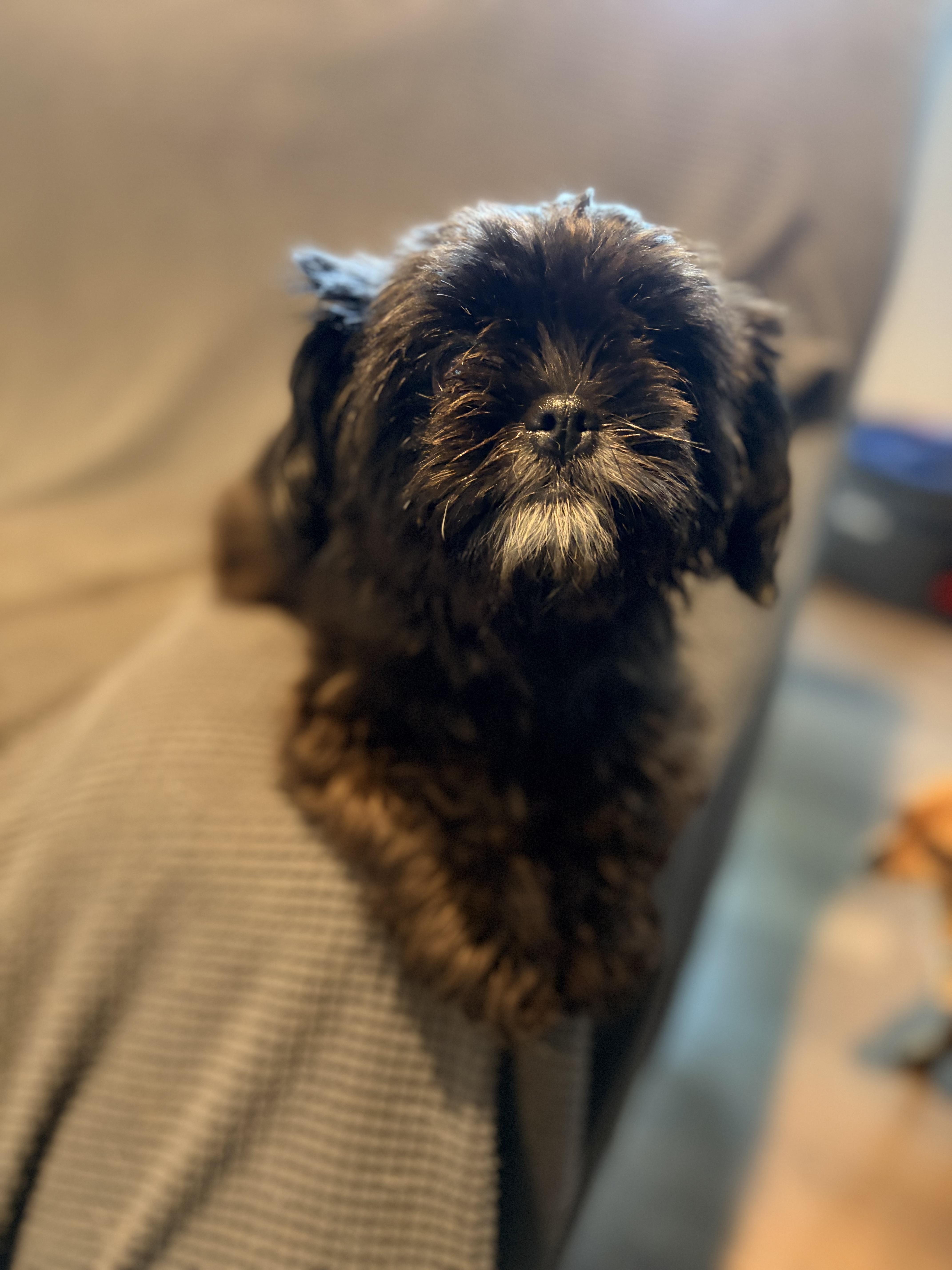 Peanut Butter & Jelly, a ADOPTABLE Shih Tzu in Byron, IL image 6/6