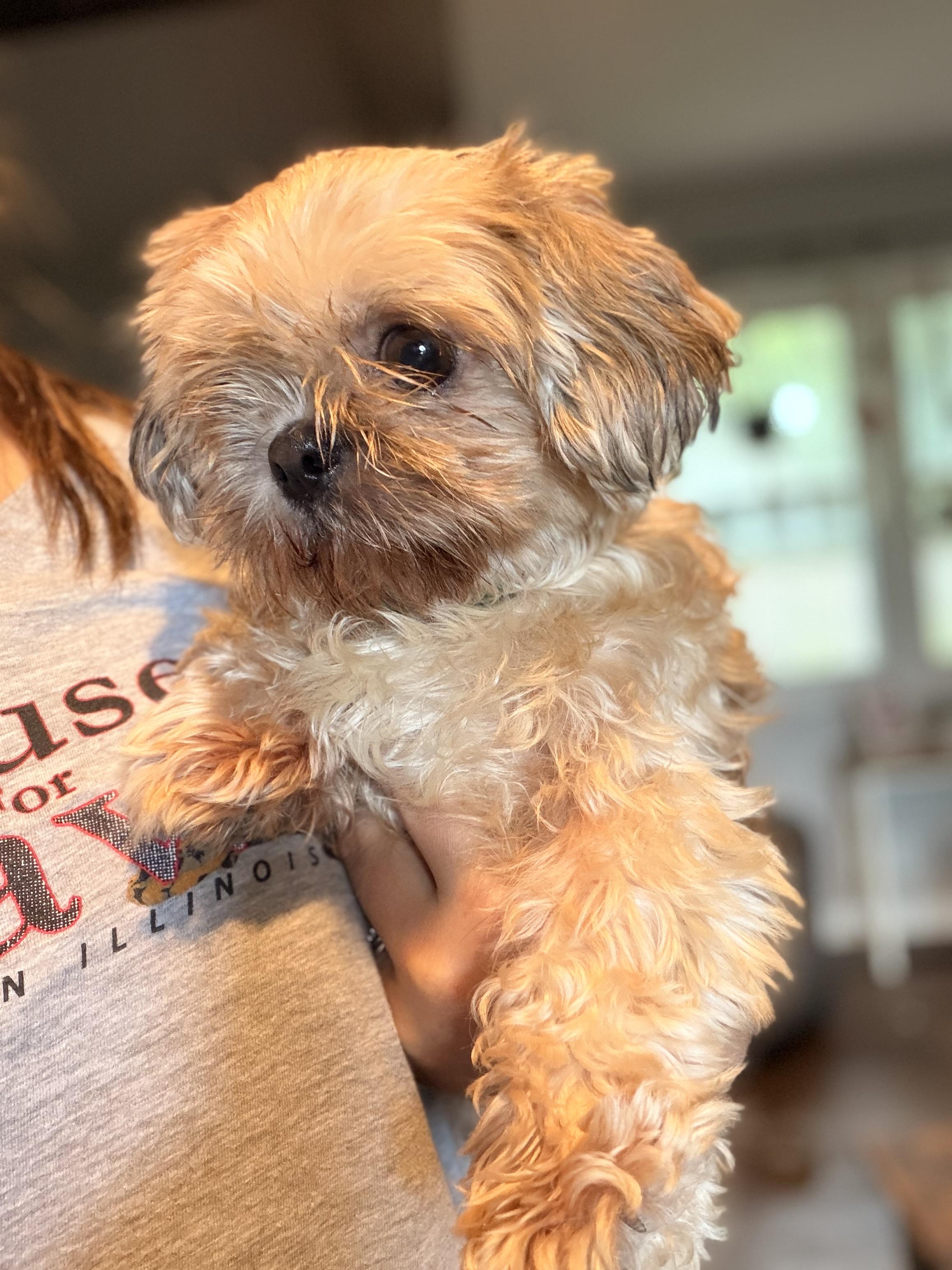 Peanut Butter & Jelly, a ADOPTABLE Shih Tzu in Byron, IL image 2/6
